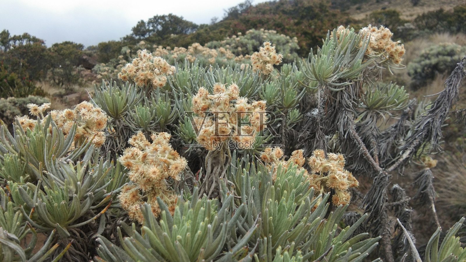 雪绒花花照片摄影图片