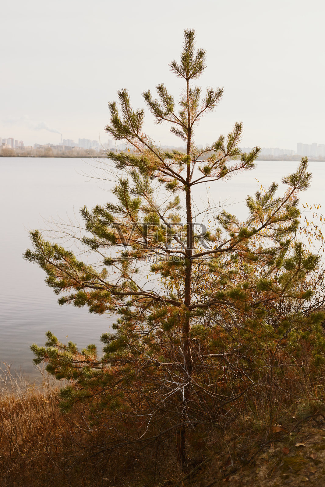 在一个寒冷的秋天,云杉在河岸上的一个小山上的特写。照片摄影图片