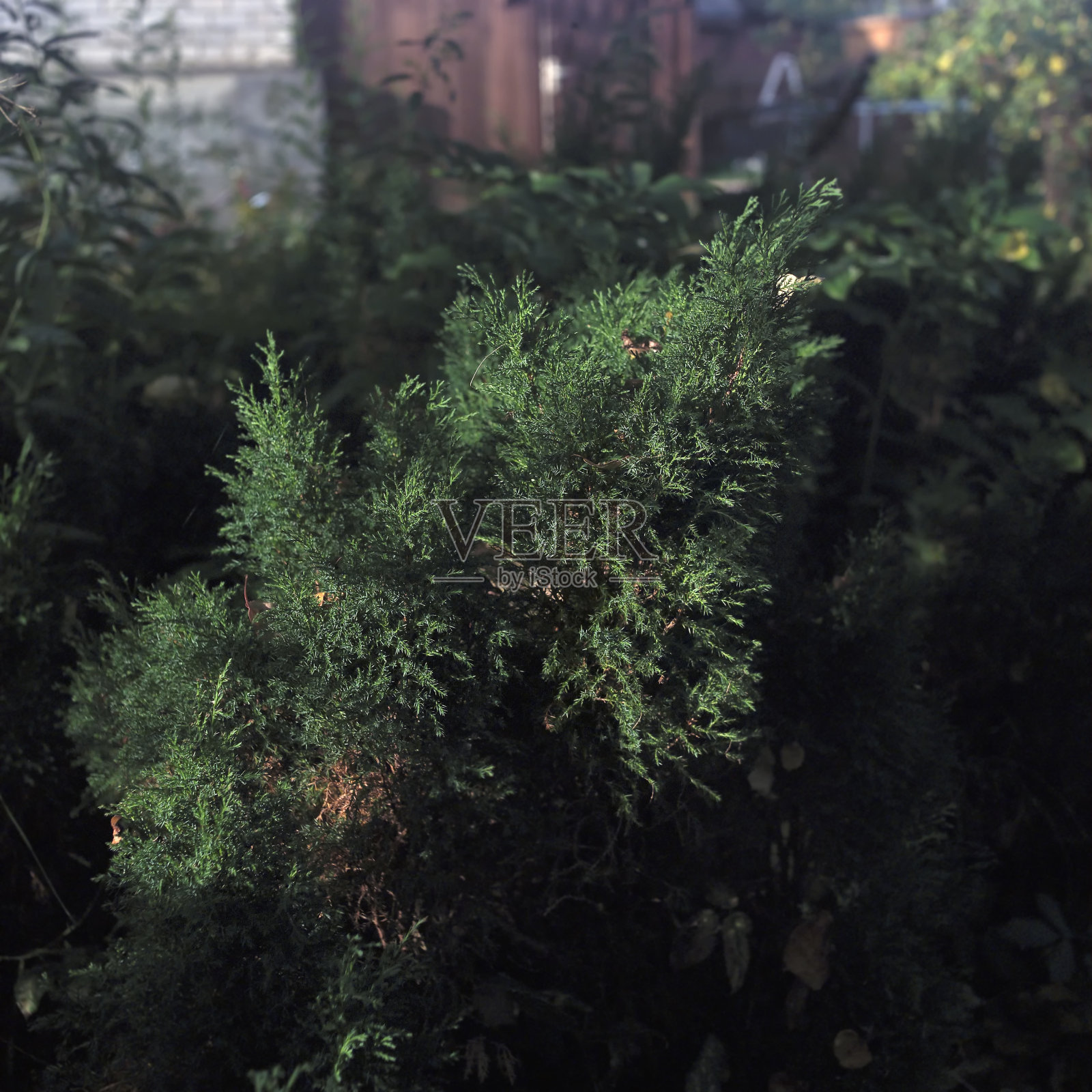 花园里的杜松照片摄影图片