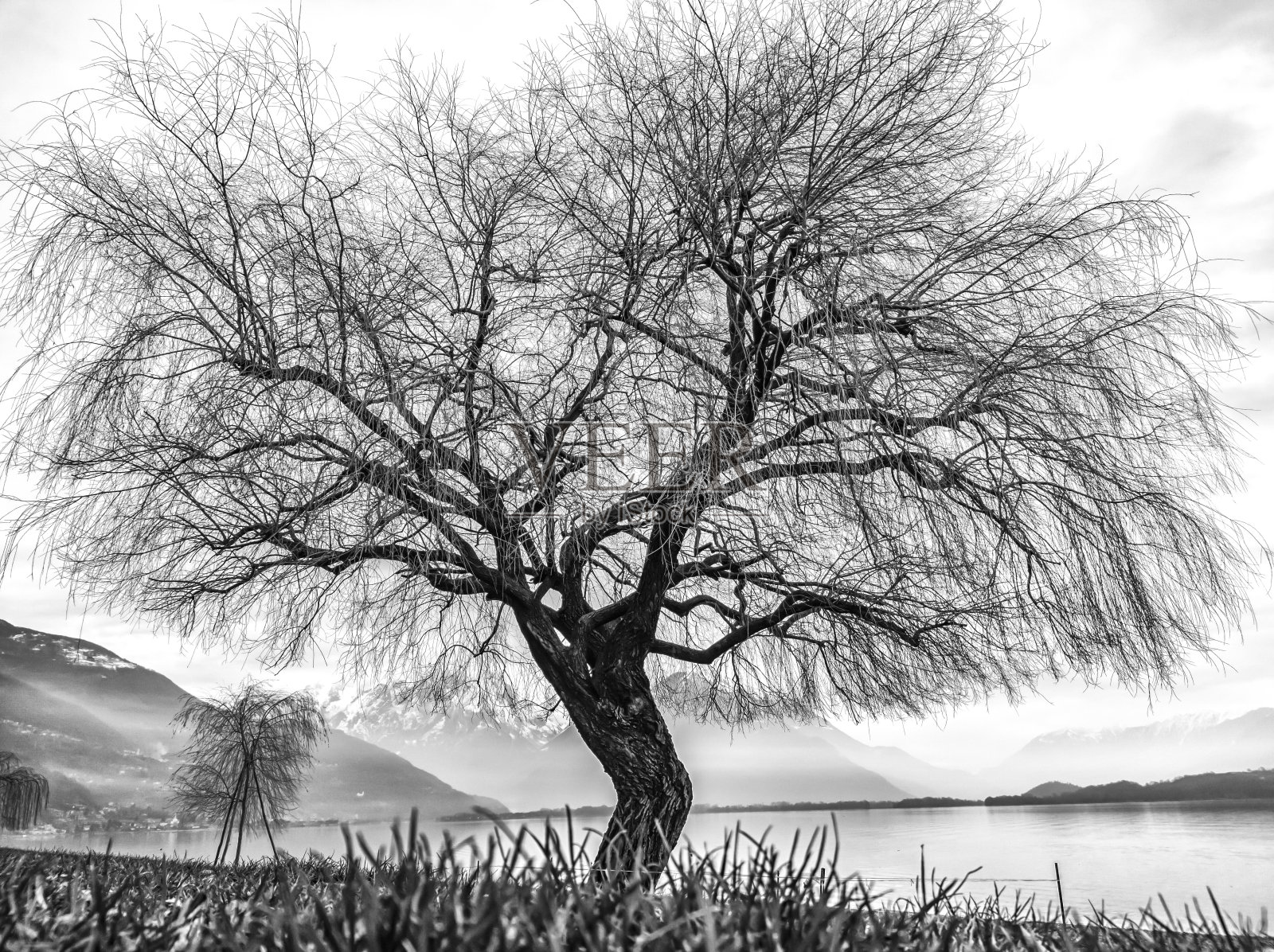 科莫湖上黑白相间的柳树照片摄影图片