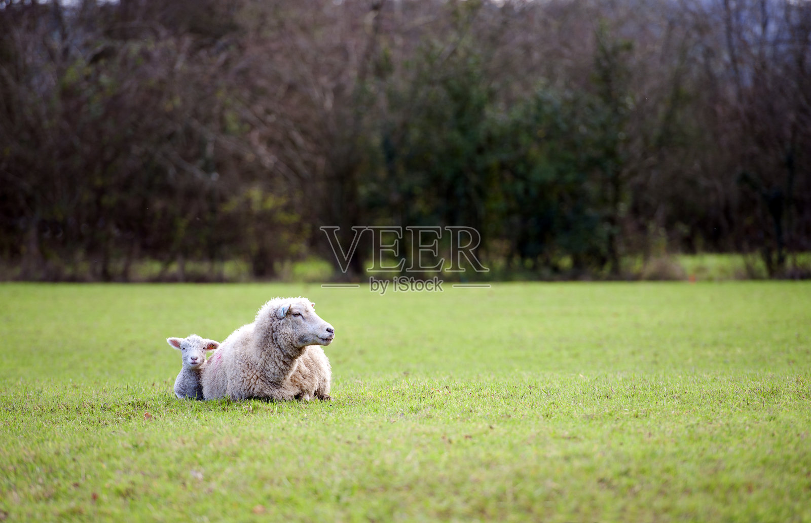 英格兰德文郡冬天的母羊和小羊羔照片摄影图片