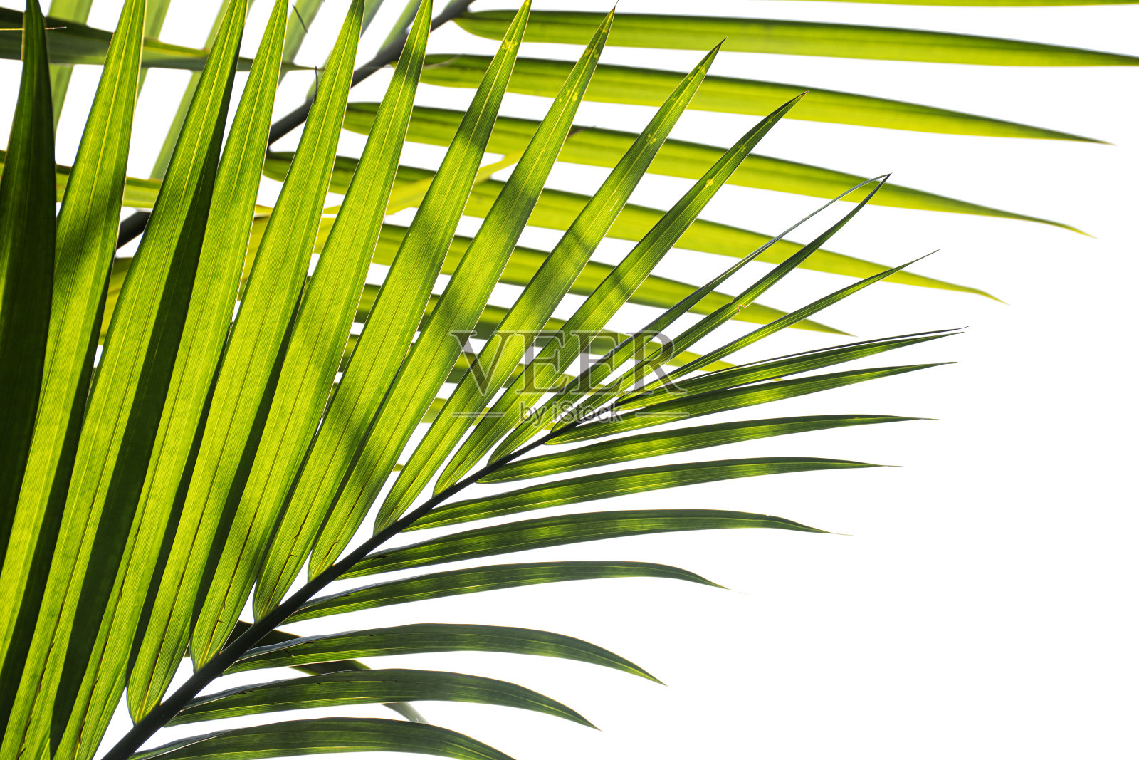在白色背景上孤立的热带棕榈叶照片摄影图片
