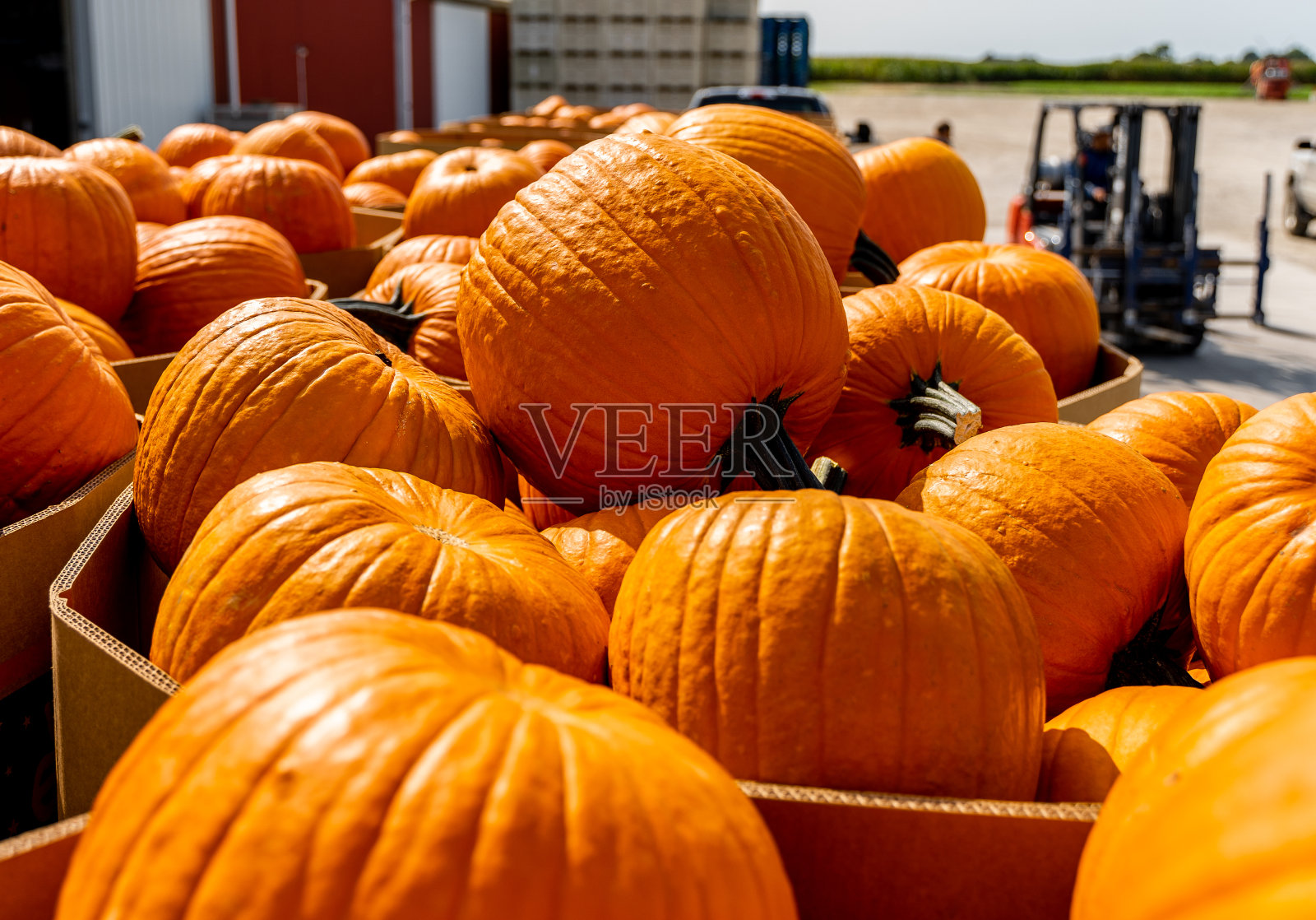 南瓜在垃圾箱照片摄影图片
