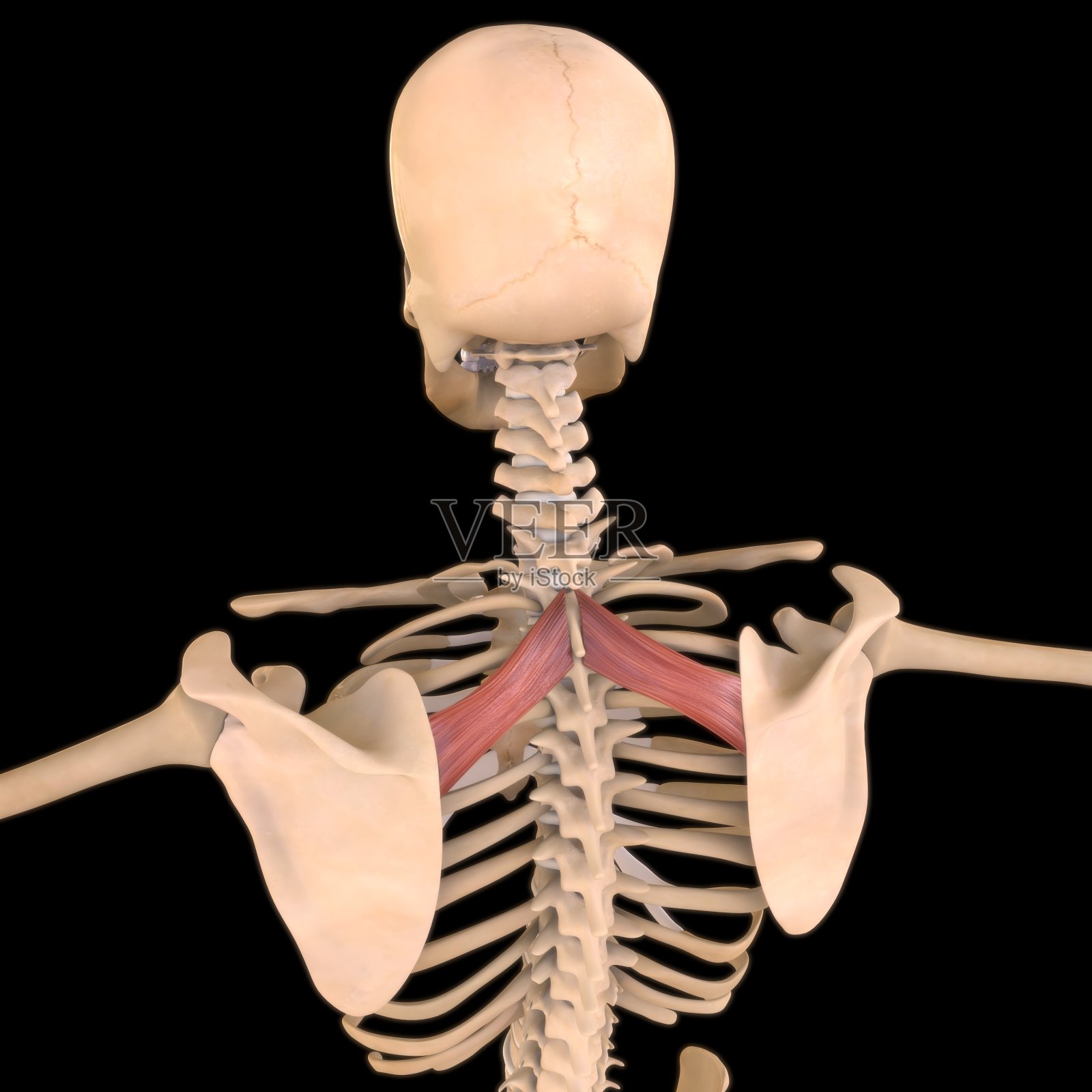 菱形小肌肉解剖医学概念3D插图照片摄影图片