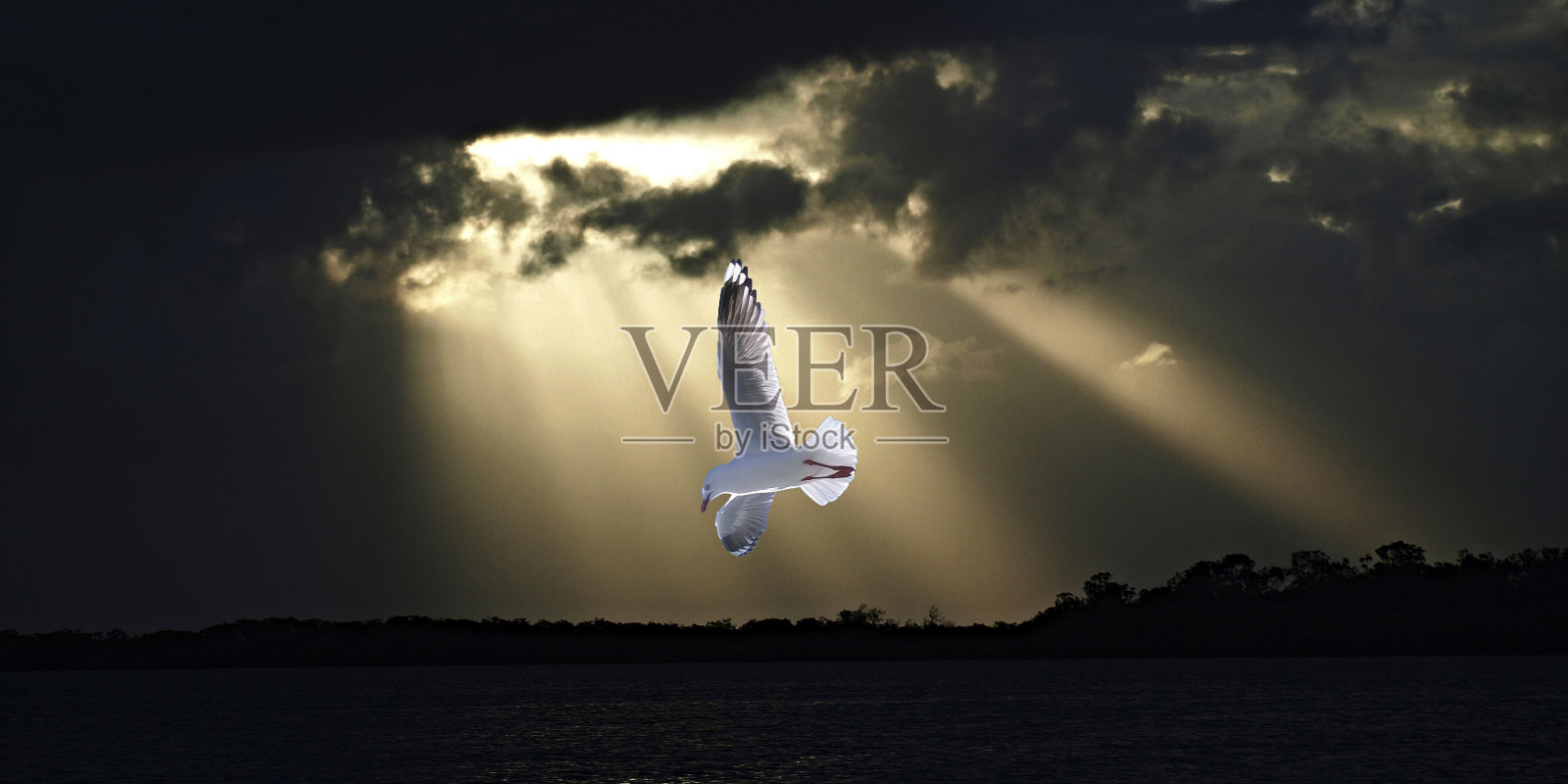 海鸥和阳光在海洋日落。照片摄影图片