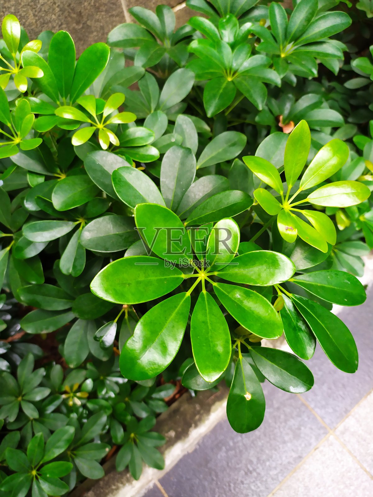 植物照片摄影图片