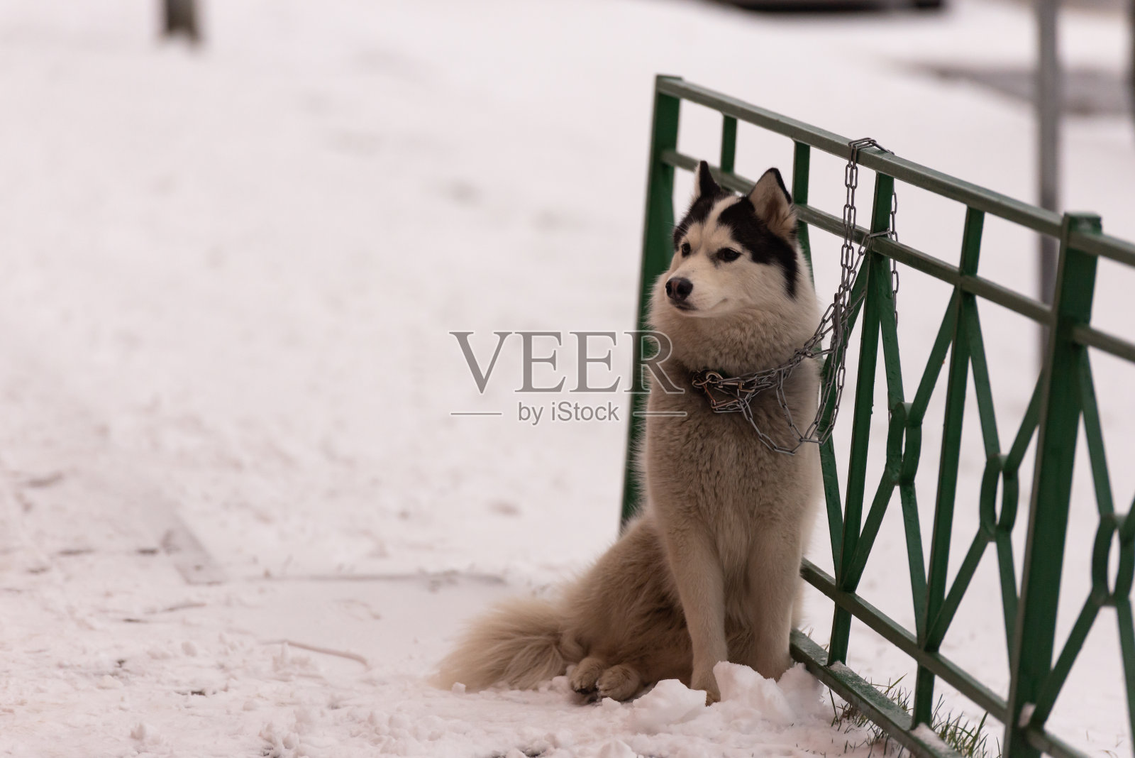 狗在等它的主人照片摄影图片