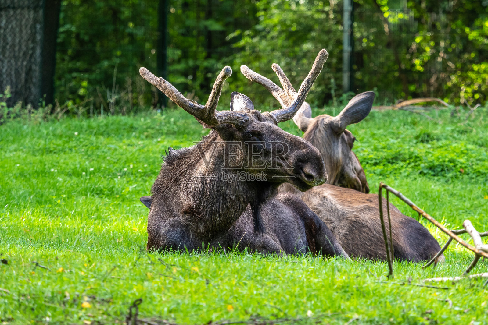 欧洲驼鹿,也叫麋鹿照片摄影图片