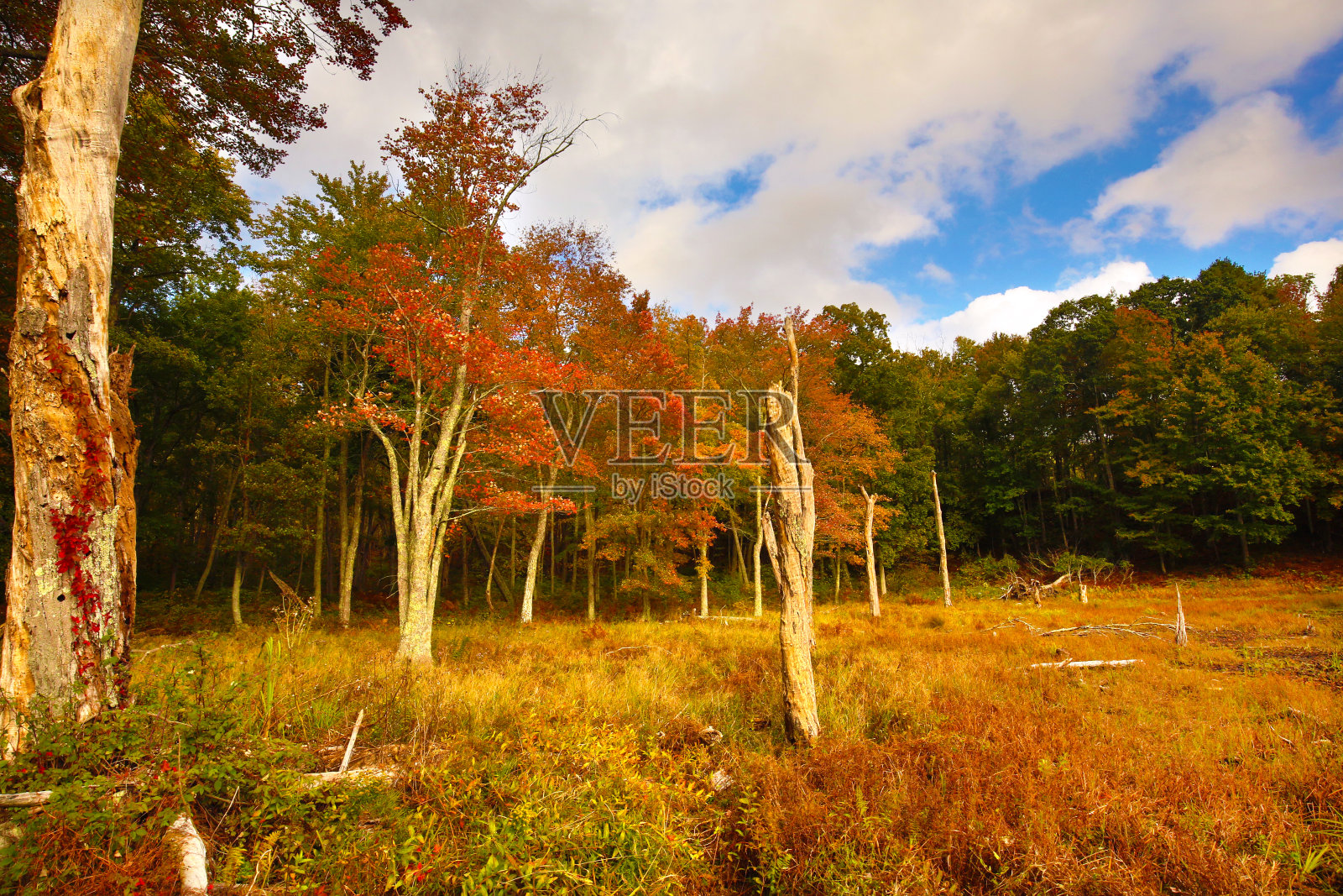 坠落在康涅狄格州古德温州立森林的黑云杉池塘。照片摄影图片