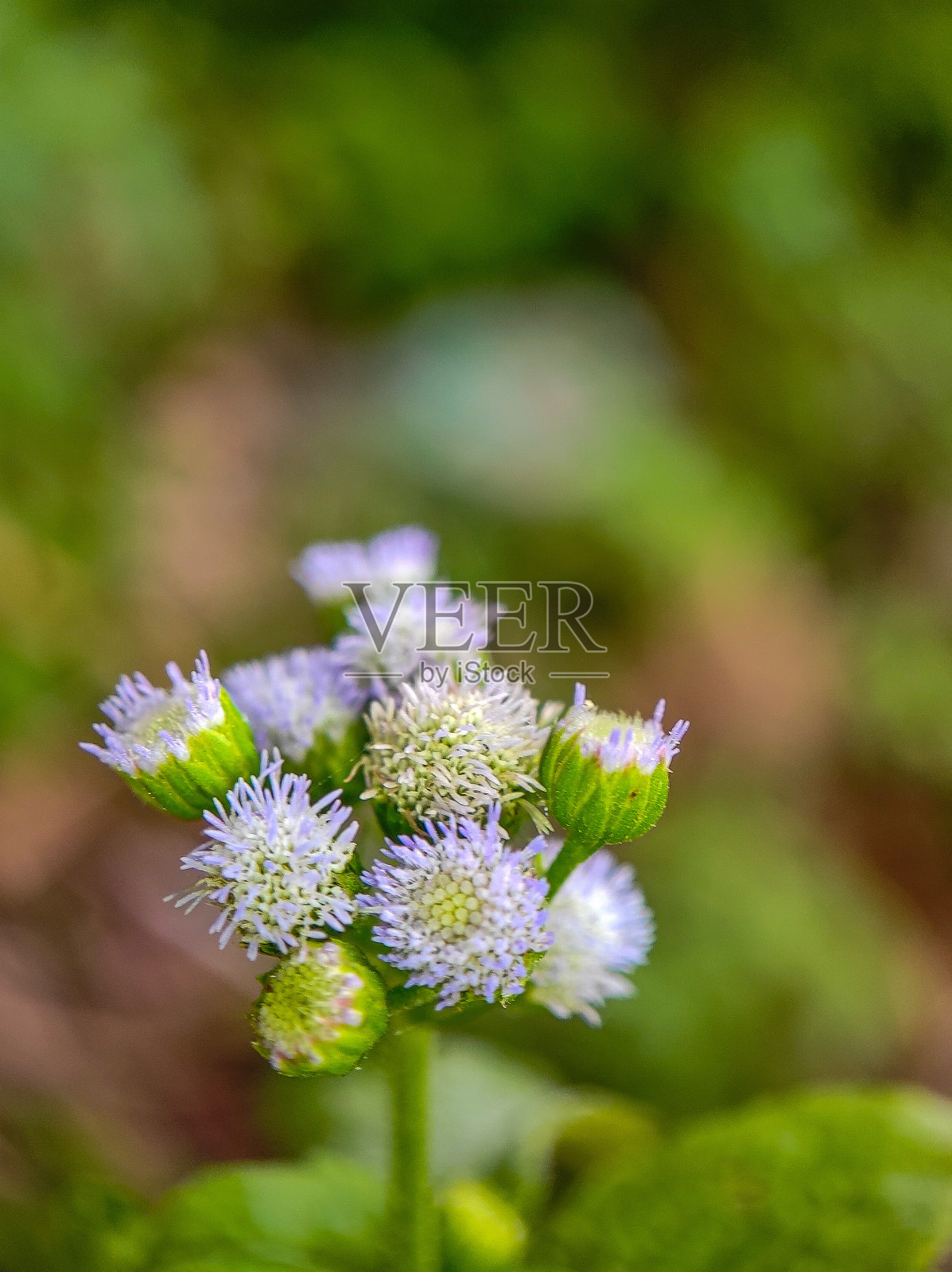 带有紫色雄蕊的小花的特写照片摄影图片
