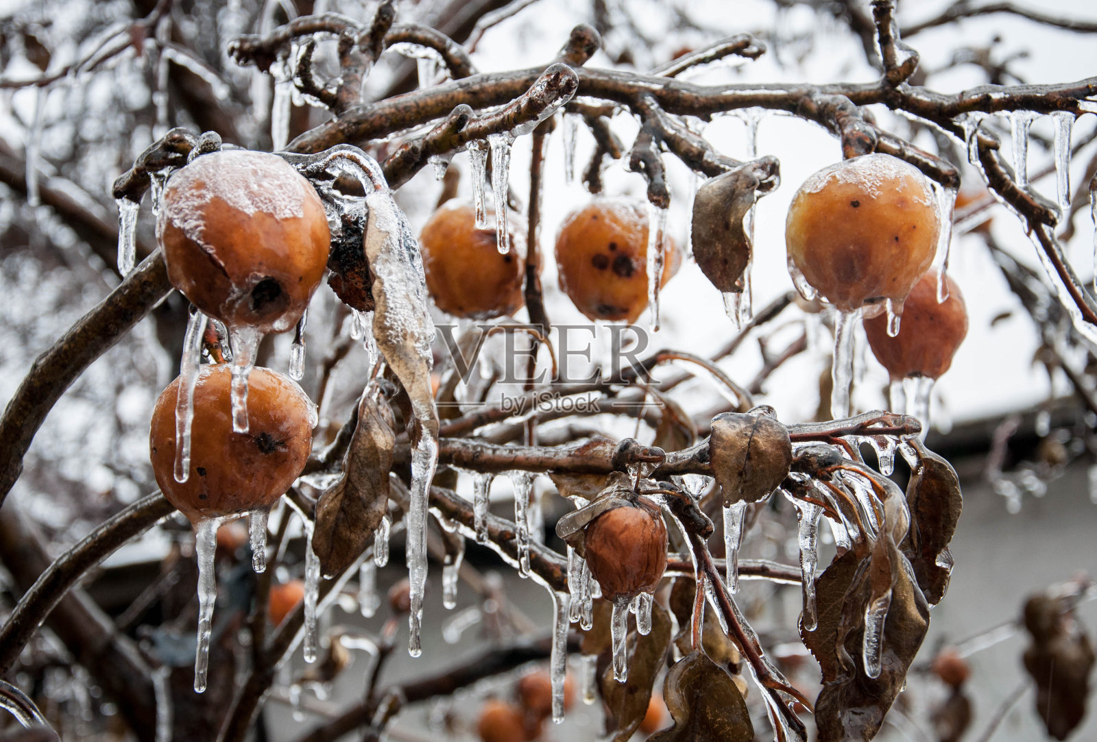 冻苹果挂在覆盖着冰的无叶树枝上。照片摄影图片