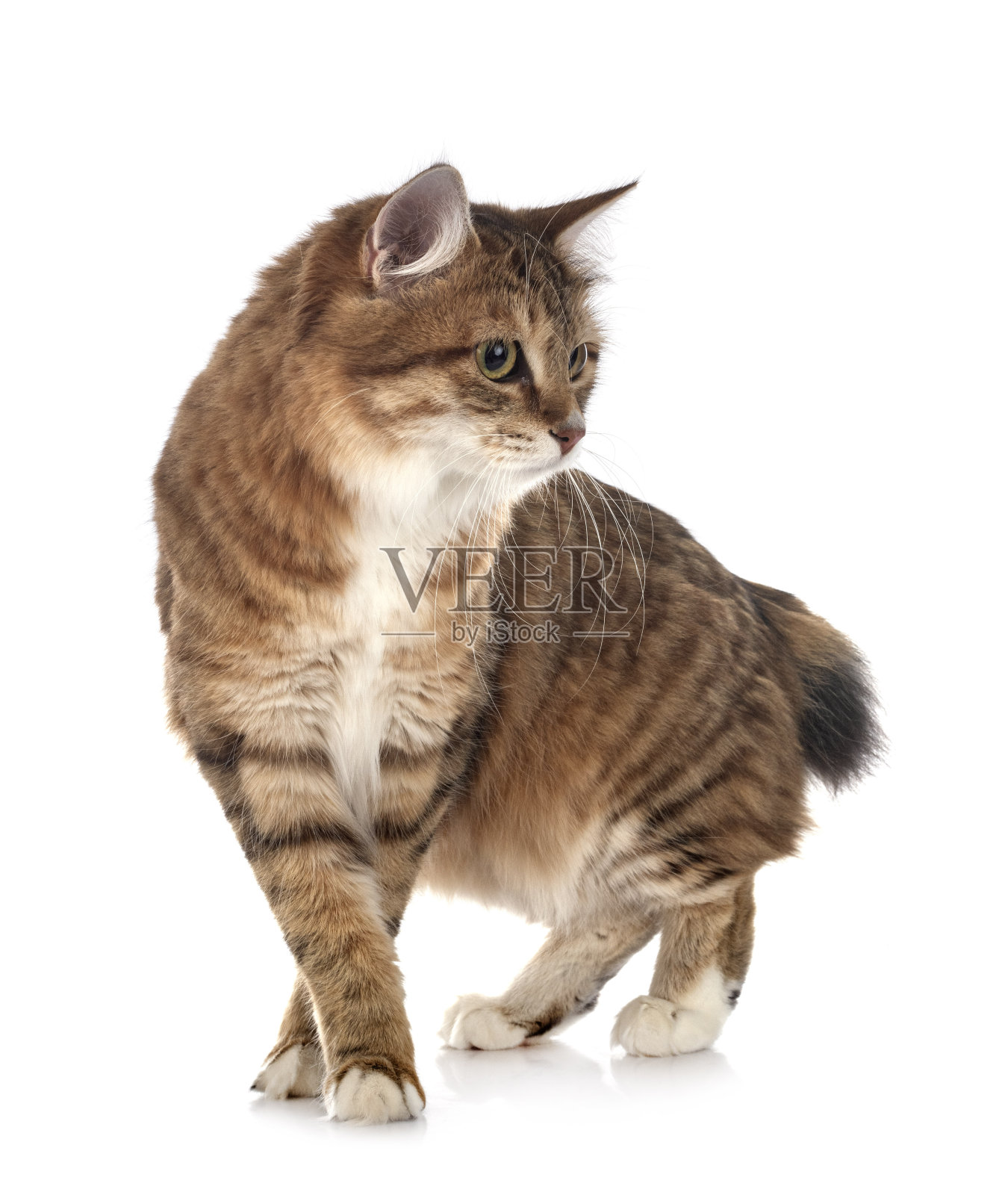 年轻Kurilian短尾猫照片摄影图片