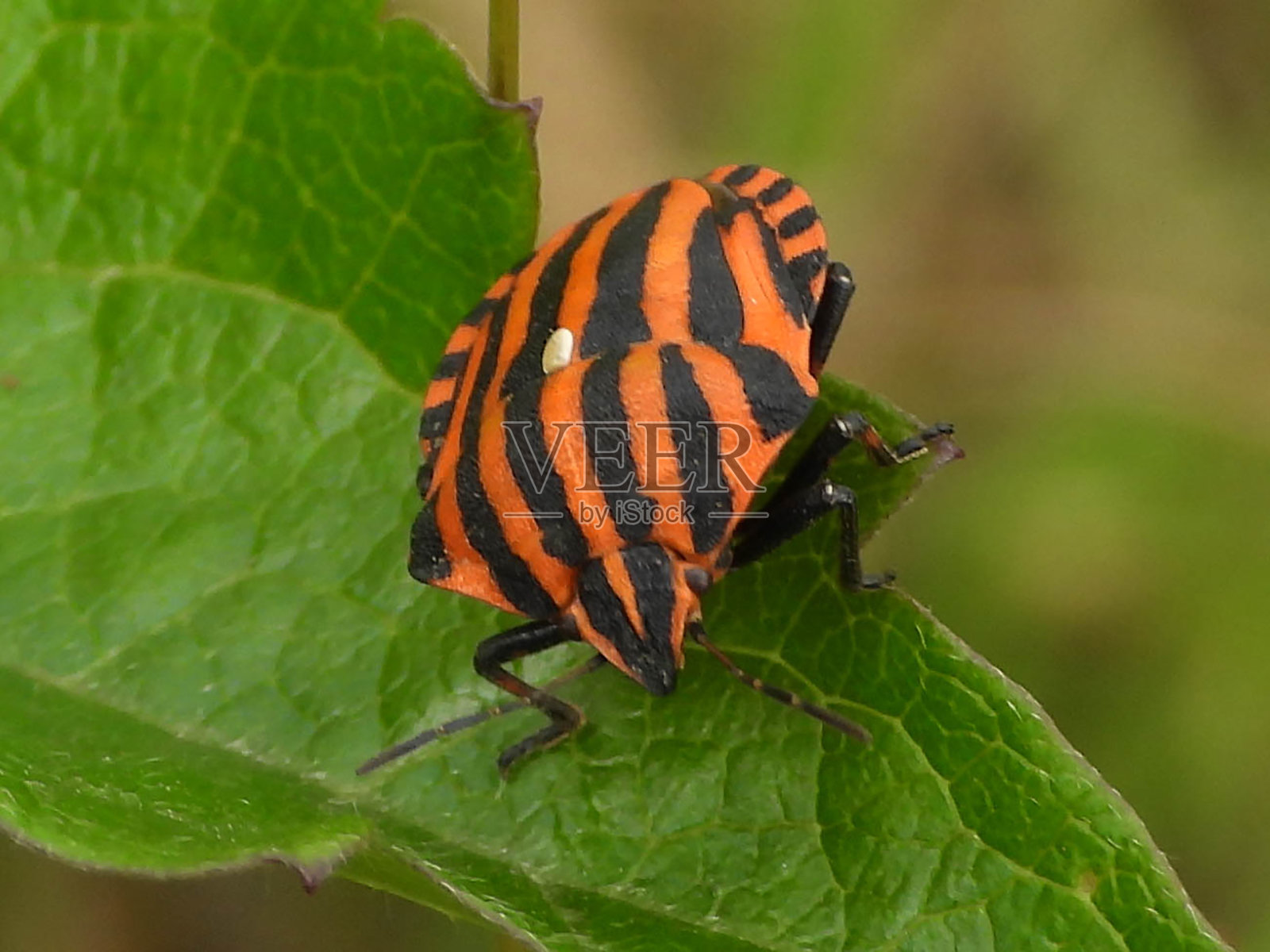 丑角虫(Graphosoma lineatum)照片摄影图片