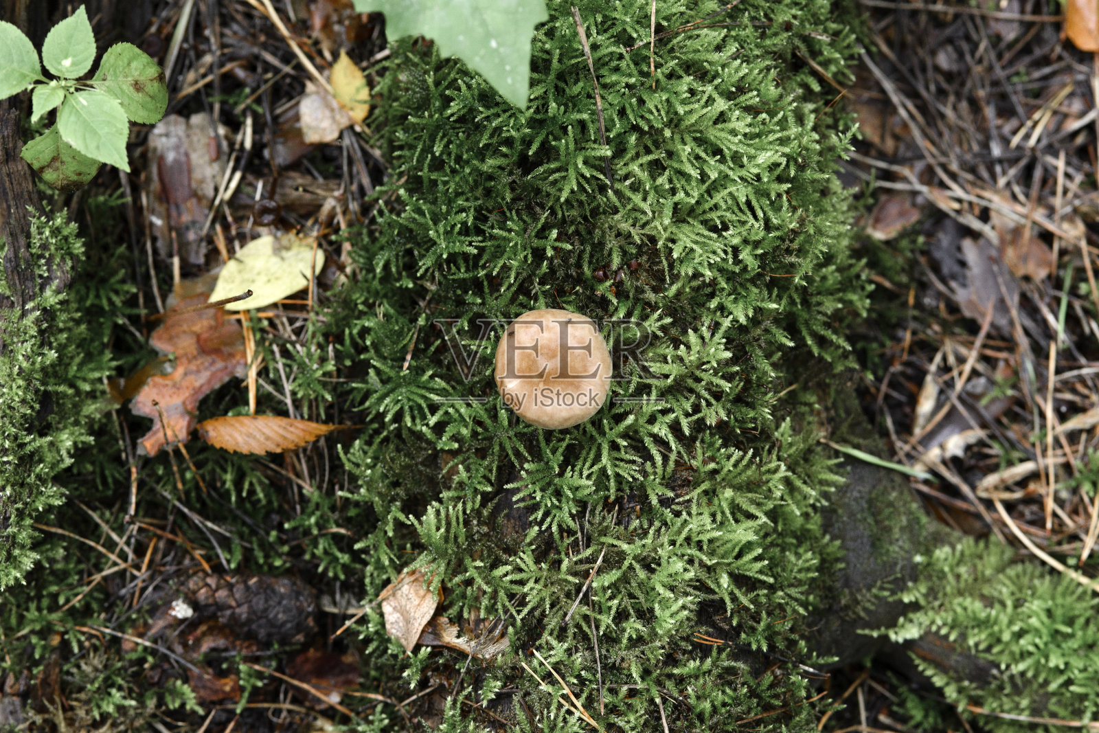 一种棕色的小蘑菇,帽子上有两只小蠓照片摄影图片