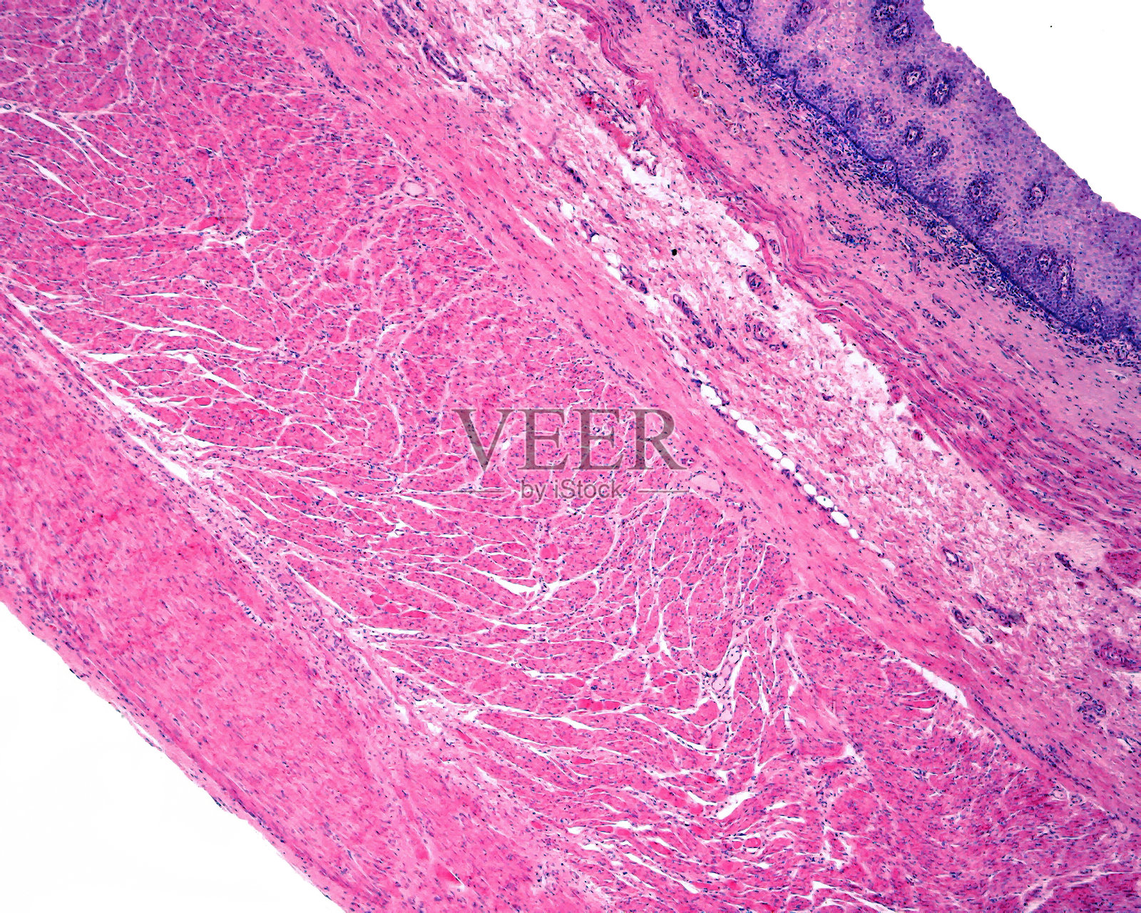 食道的各层照片摄影图片