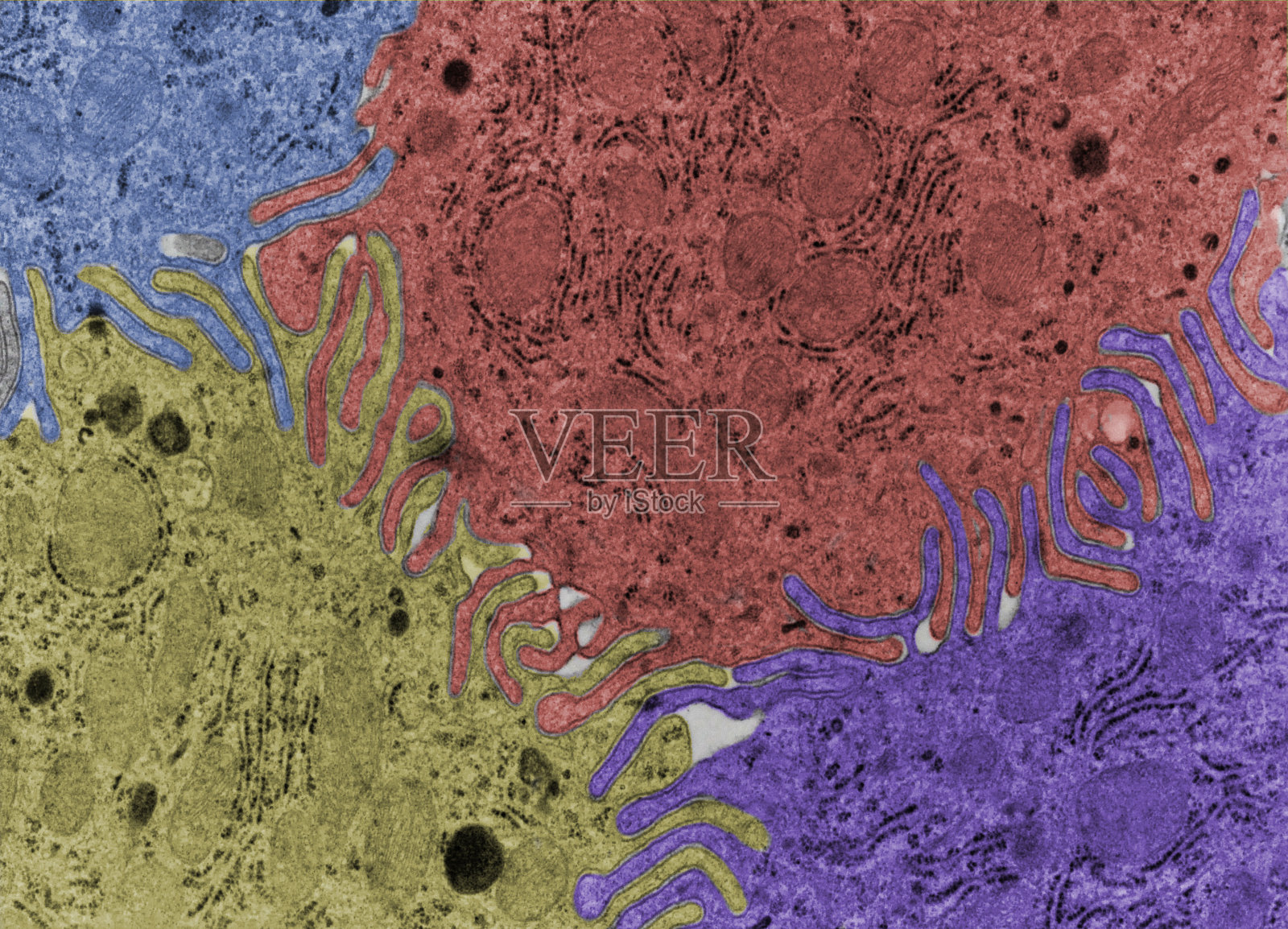 并指照片摄影图片