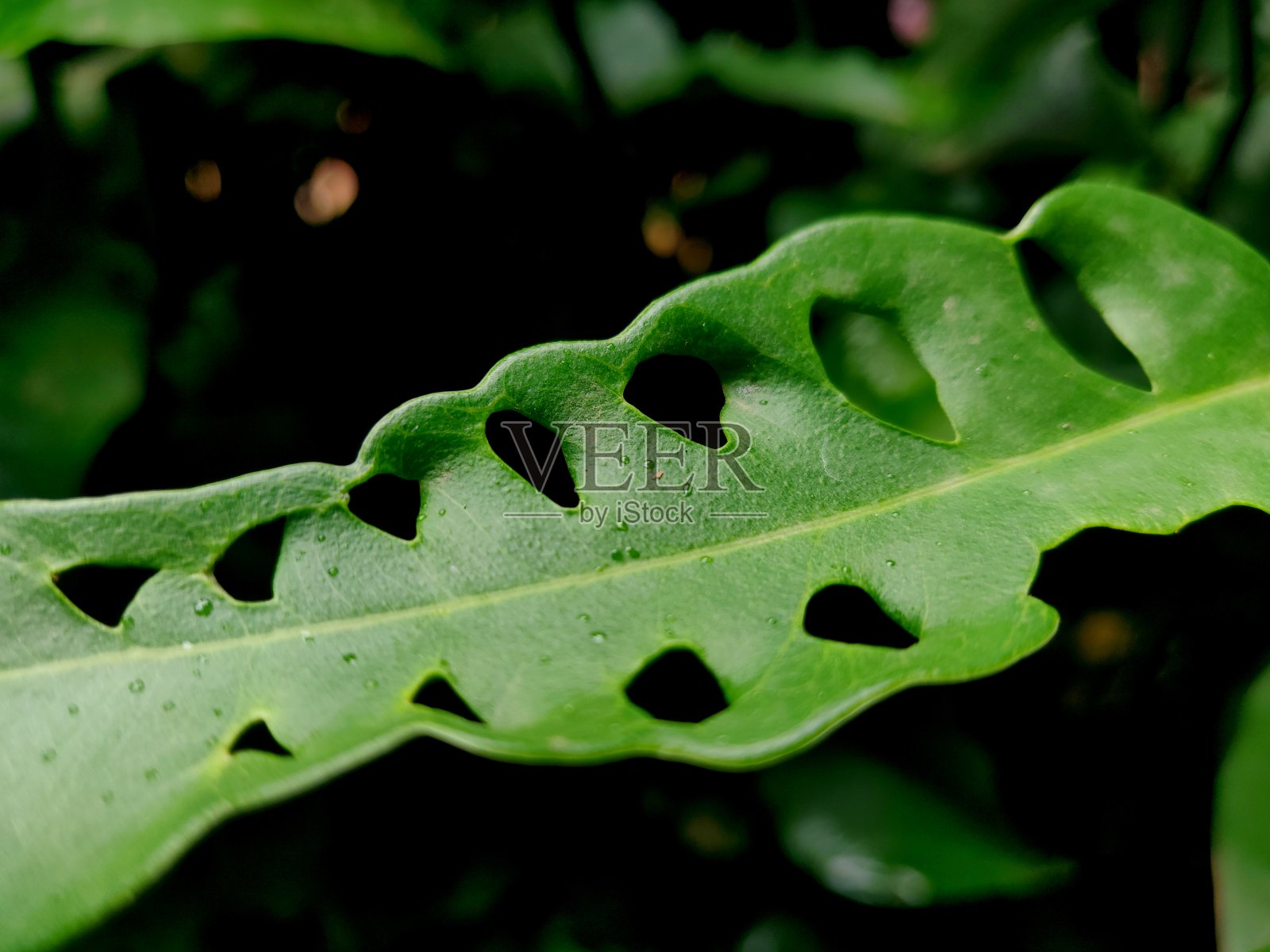 植物叶子被害虫和昆虫破坏,变成奇形怪状的叶子照片摄影图片