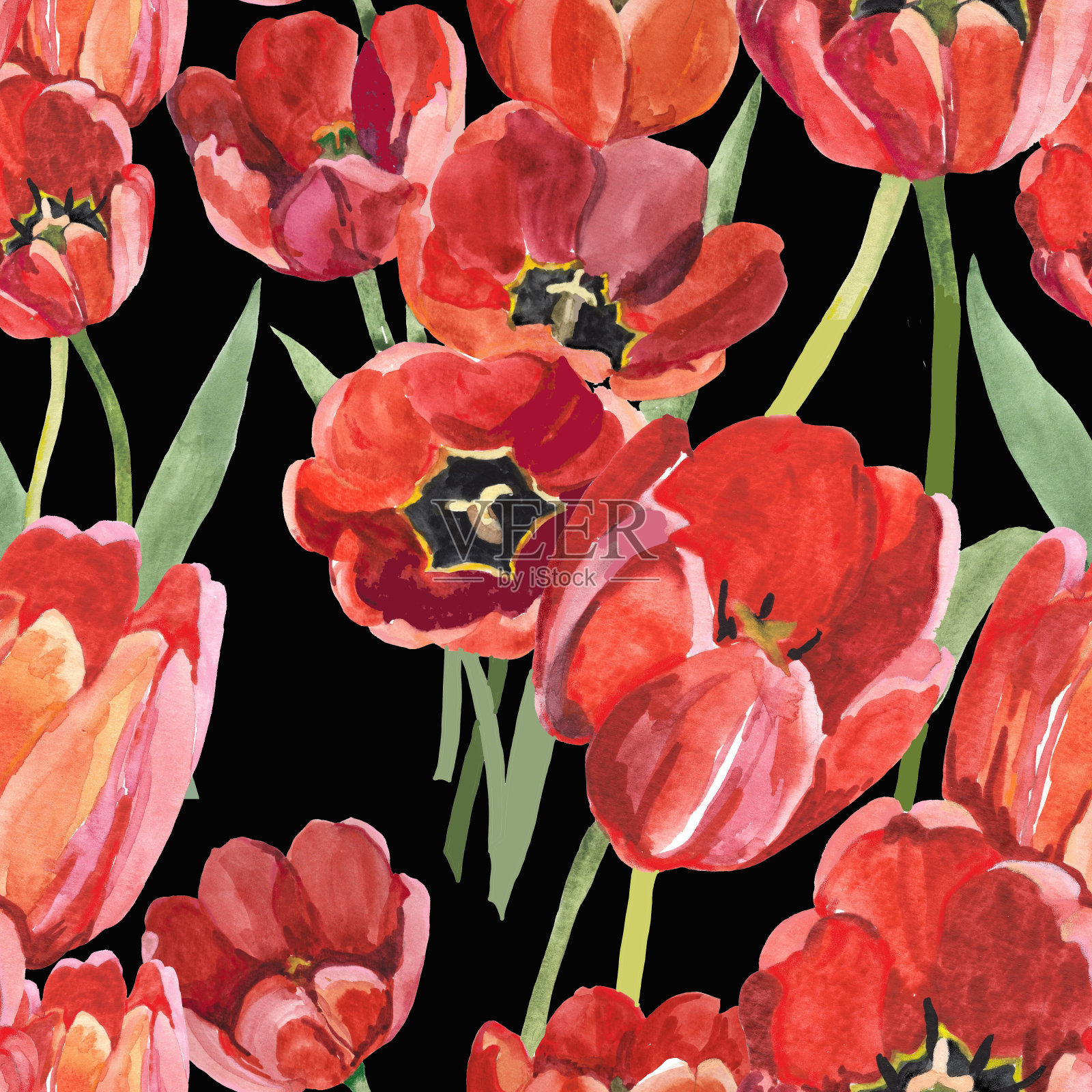 水彩红色郁金香在黑色无缝模式。插画图片素材