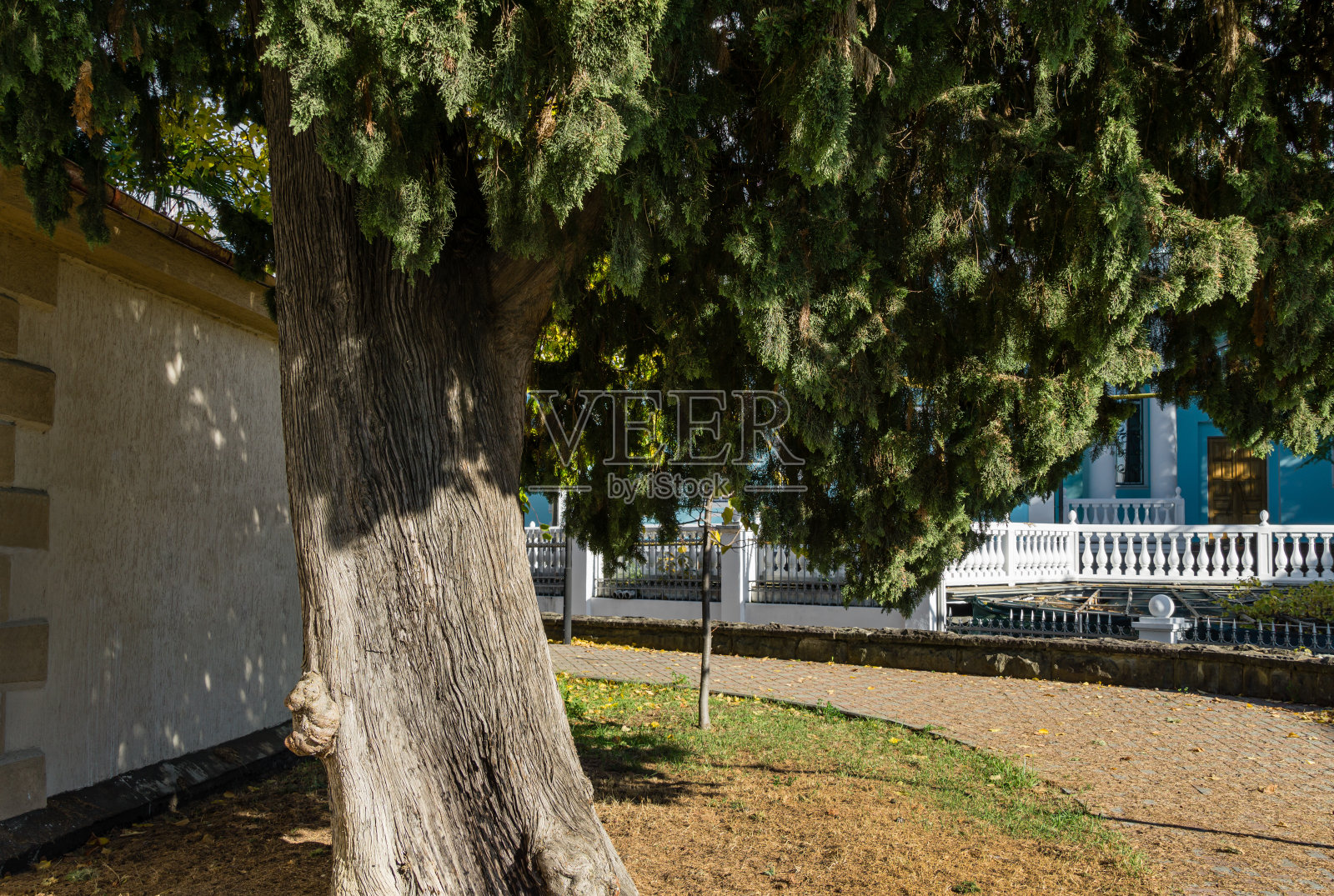 灰色树干的老柏树(永久柏树)的背景纹理墙。有阳光的道路和白色栅栏的阴影景观附近的蓝色建筑。索契秋天的和平主题。照片摄影图片