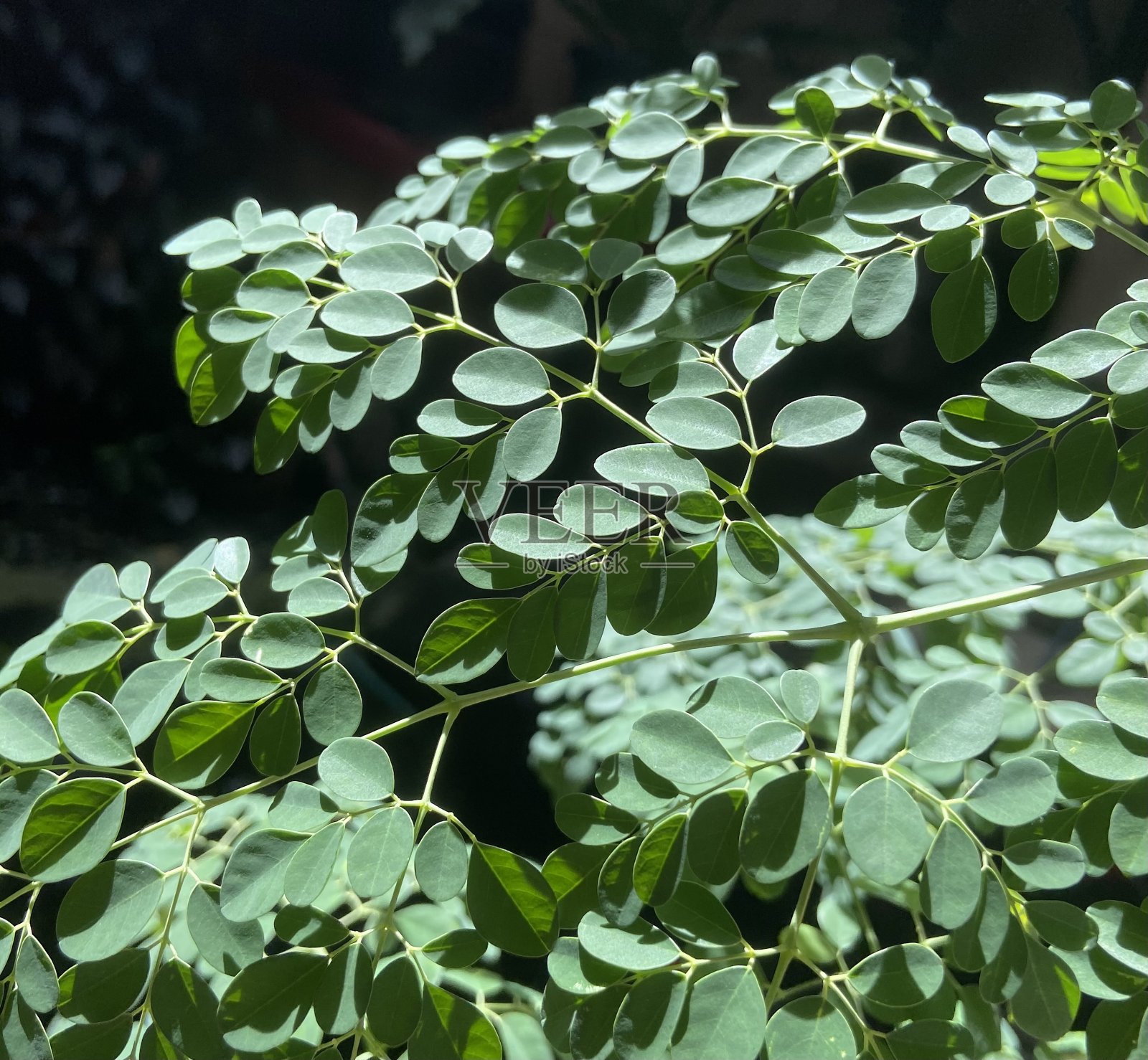 罗尔“树叶”照片摄影图片