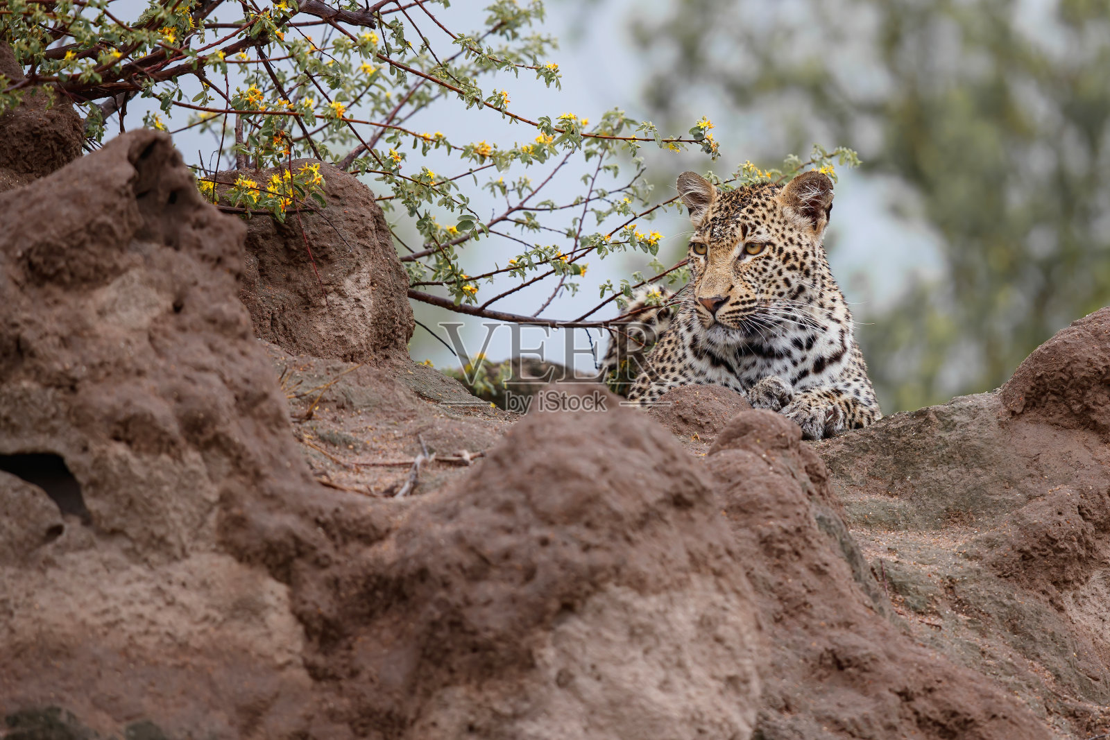 萨比沙猎豹保护区照片摄影图片