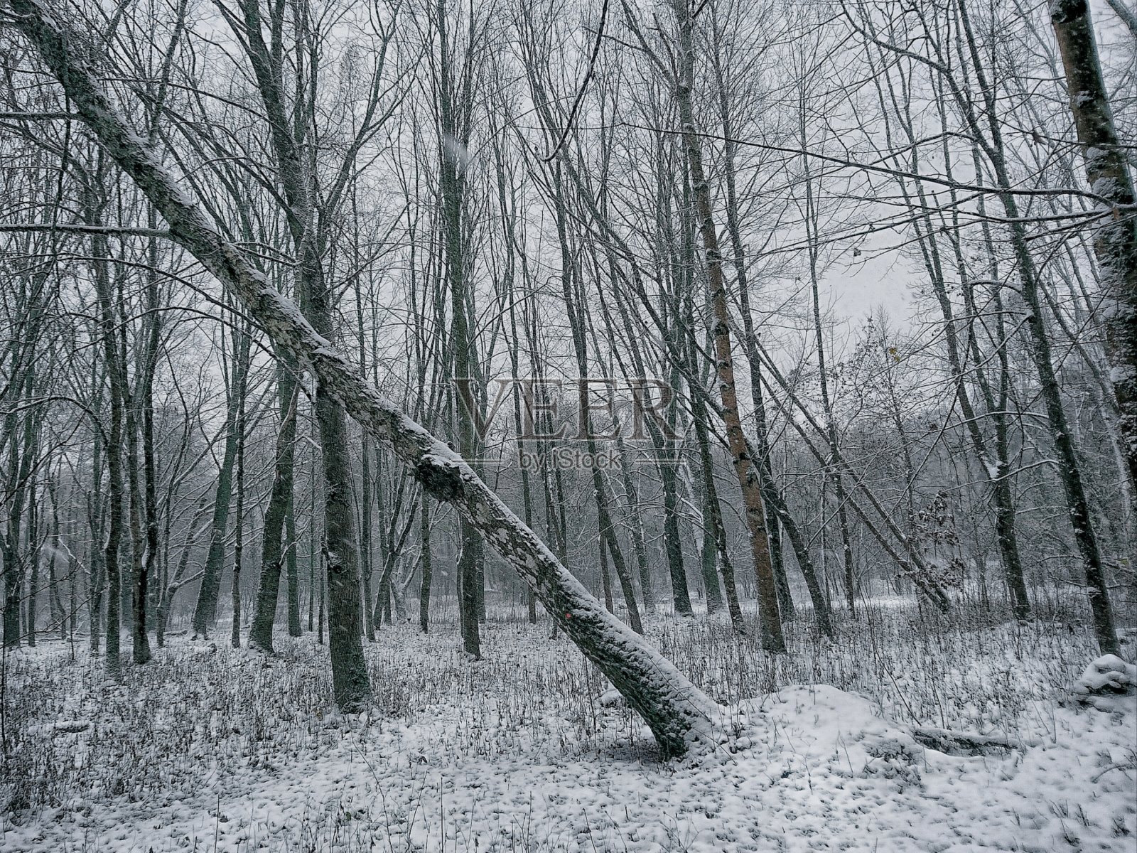 初雪在冬天的森林里,立冬在公园里。照片摄影图片