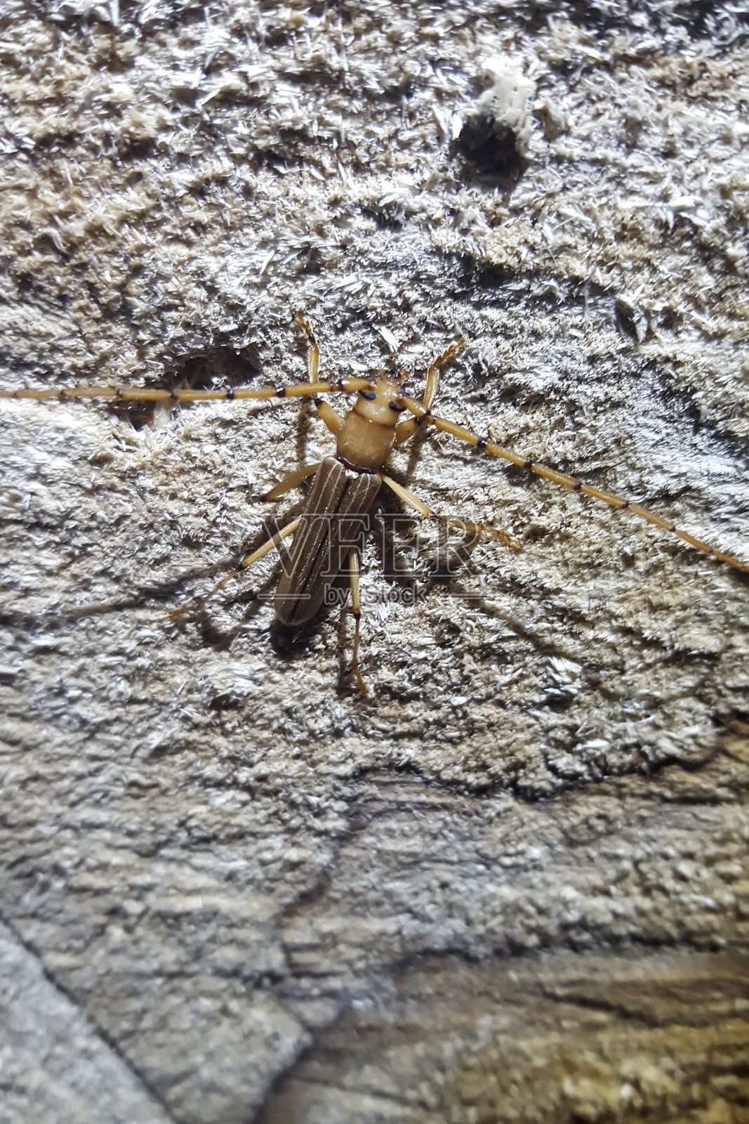 在圣埃斯皮里托北部的Linhares拍摄的甲虫。巴西东南部。照片摄影图片