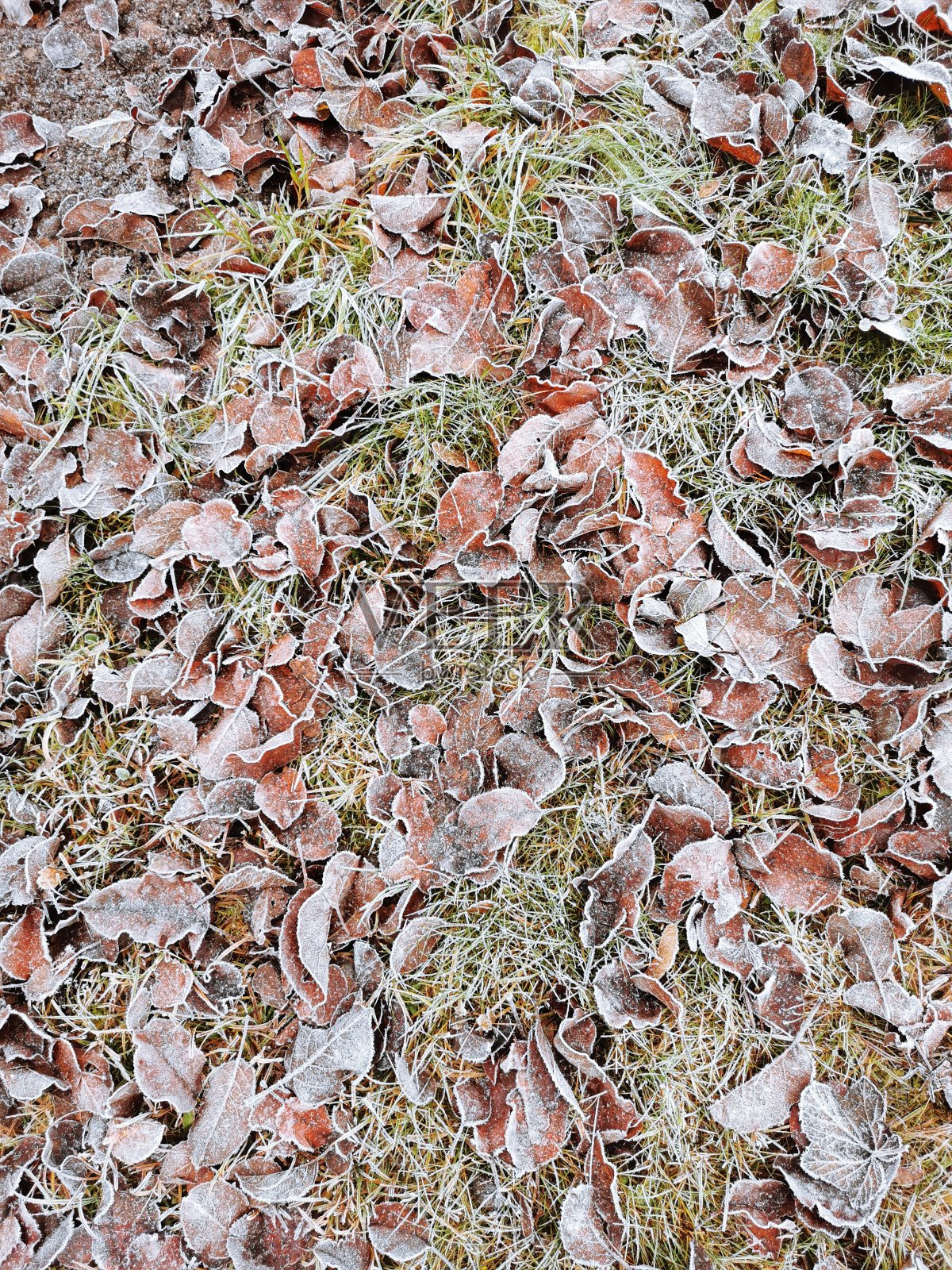 一棵苹果树的落叶在白霜中,躺在草地上。照片摄影图片