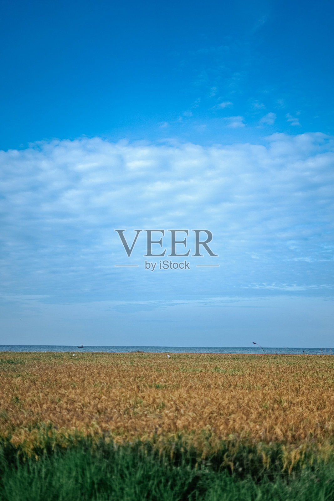 稻田照片摄影图片