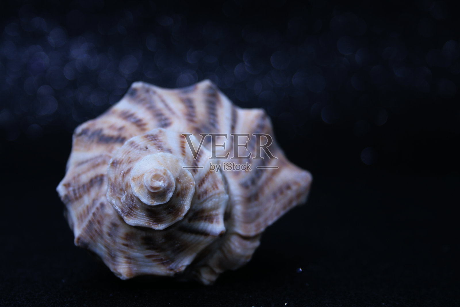 黑色背景上的海贝照片摄影图片