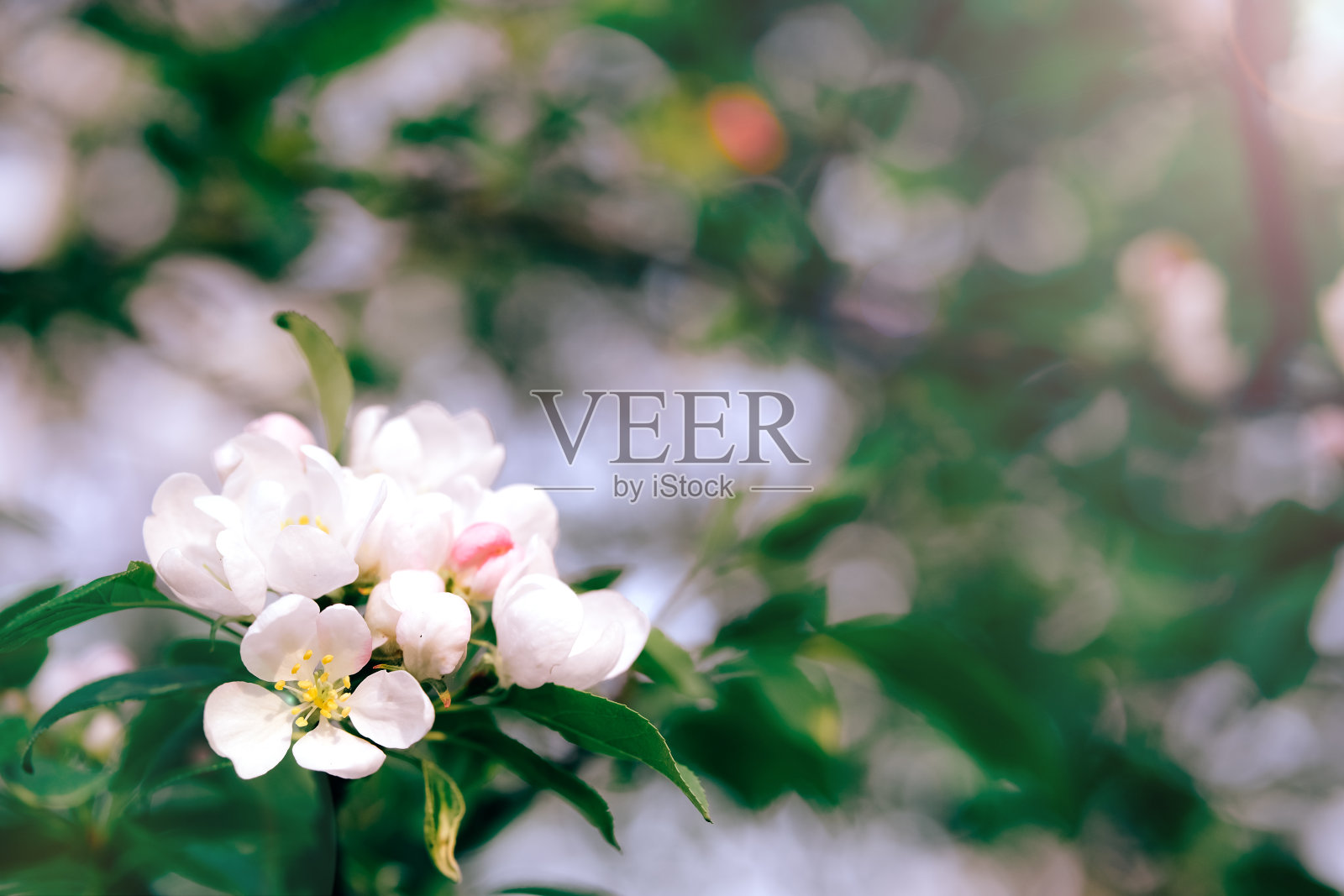 春天,白色和粉红色的苹果花盛开。照片摄影图片