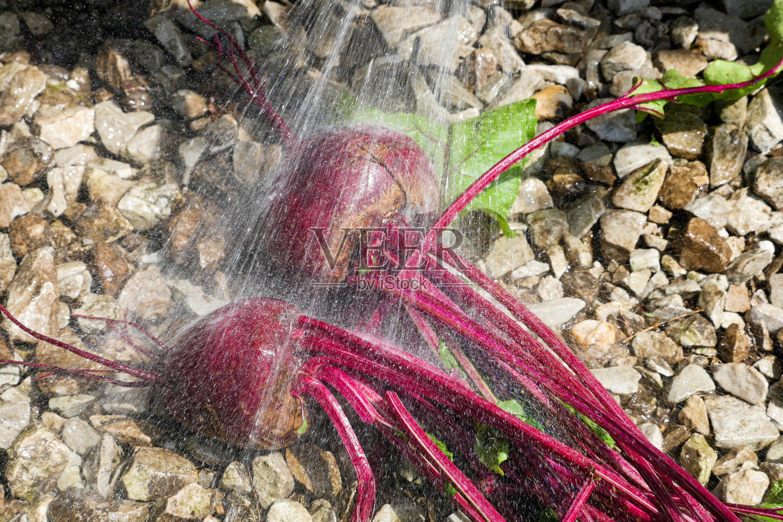 花园甜菜蔬菜用水喷洒照片摄影图片