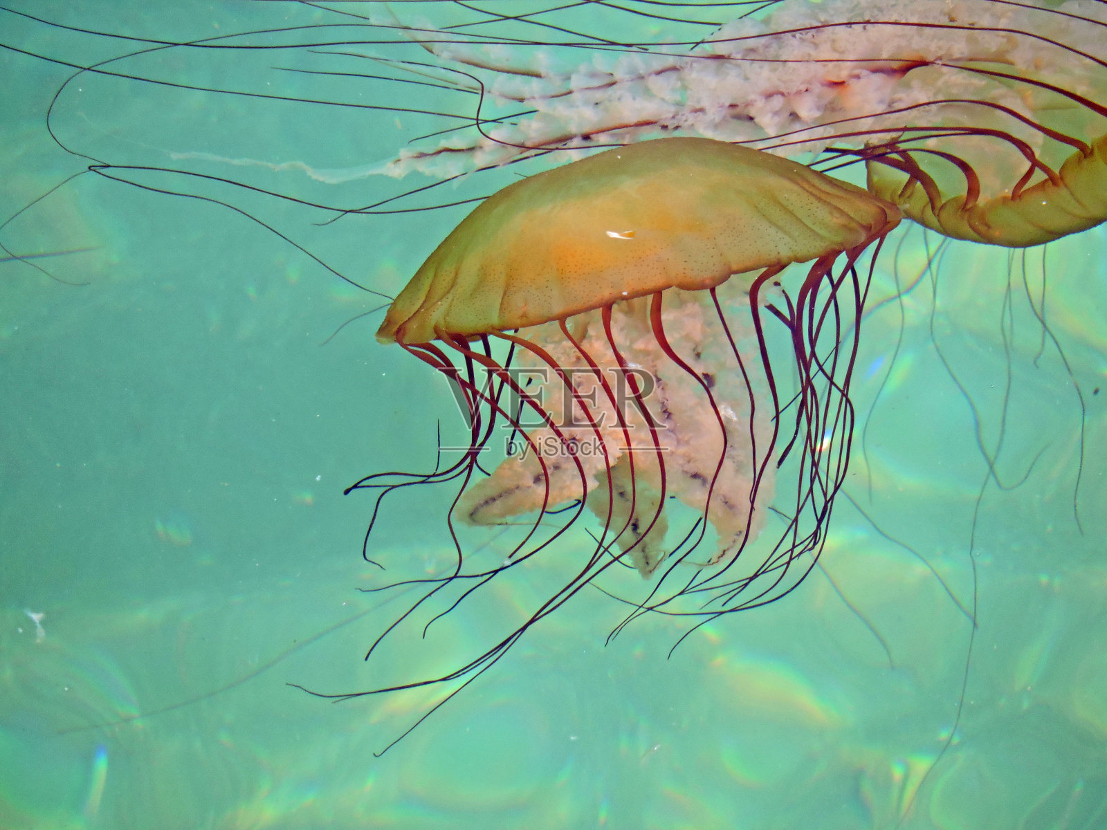 水母照片摄影图片