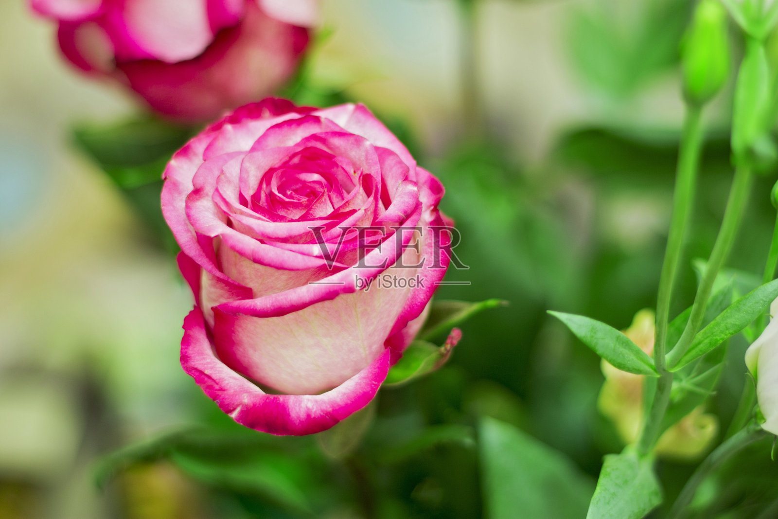 粉红色和白色盛开的玫瑰特写在花束礼物与爱照片摄影图片