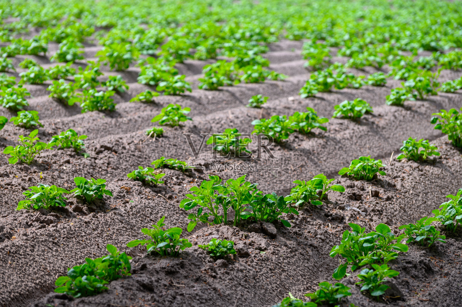 春天在农田里生长的马铃薯幼苗照片摄影图片