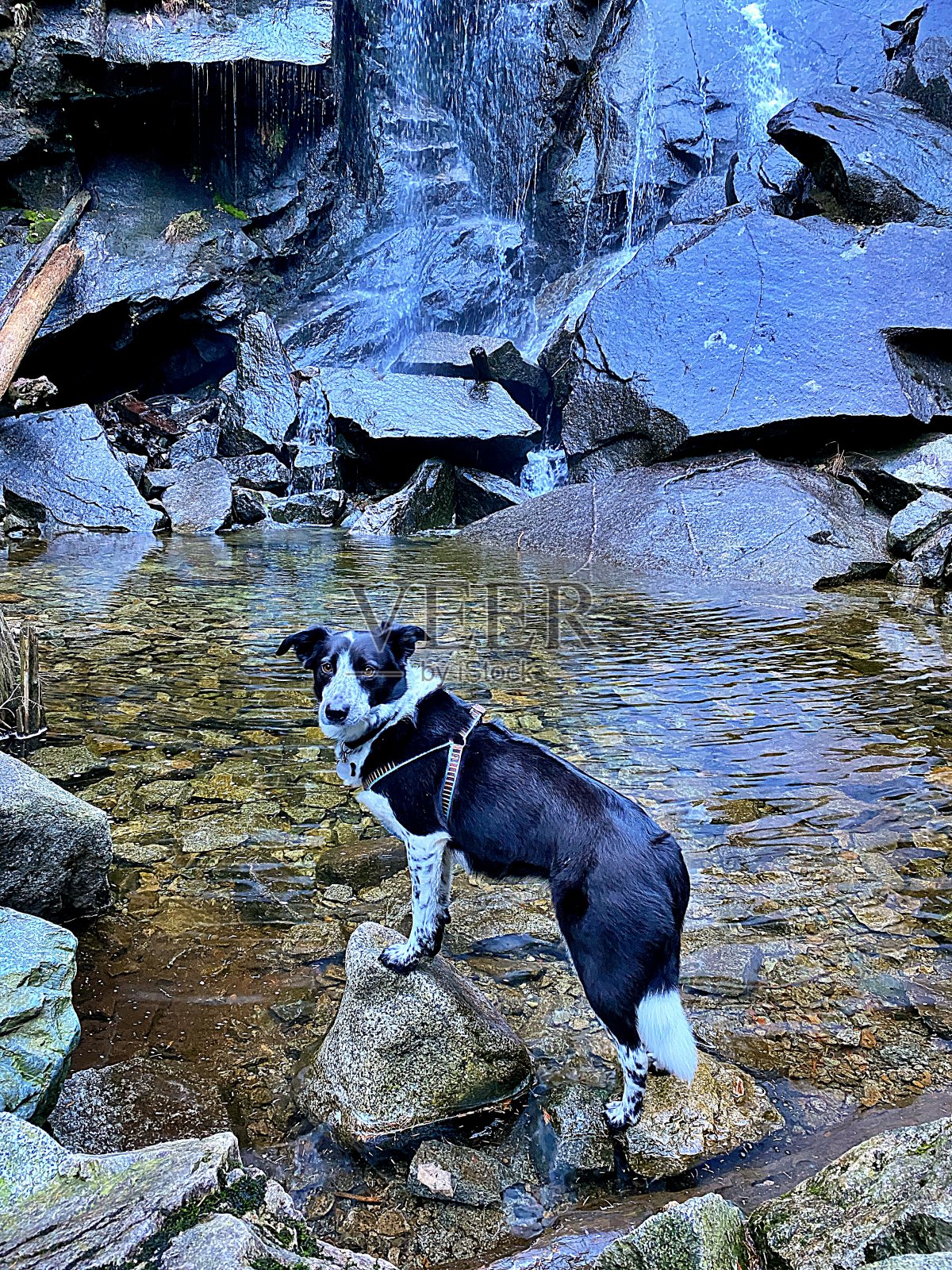 狗在瀑布照片摄影图片