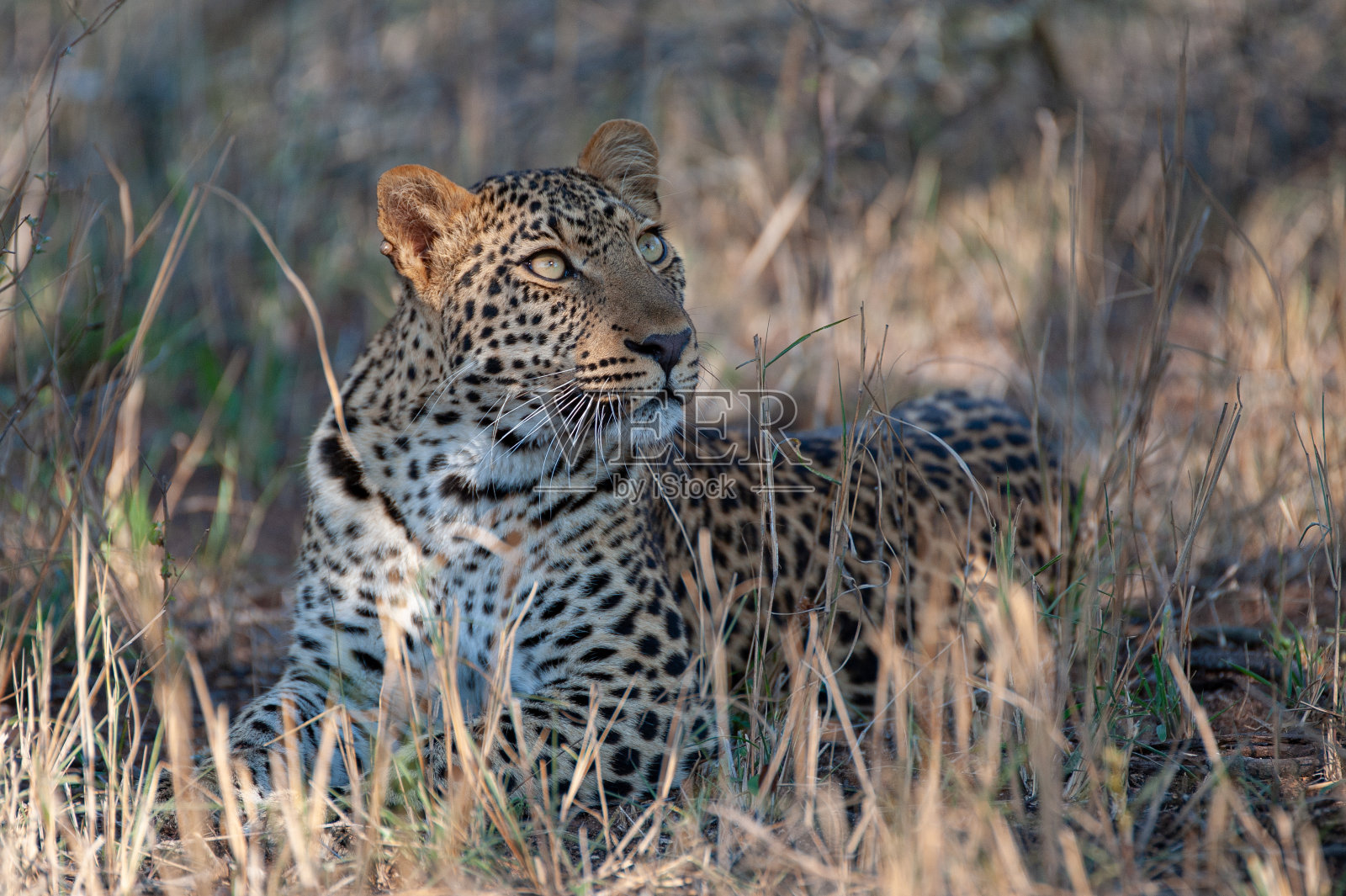 年轻男性豹照片摄影图片