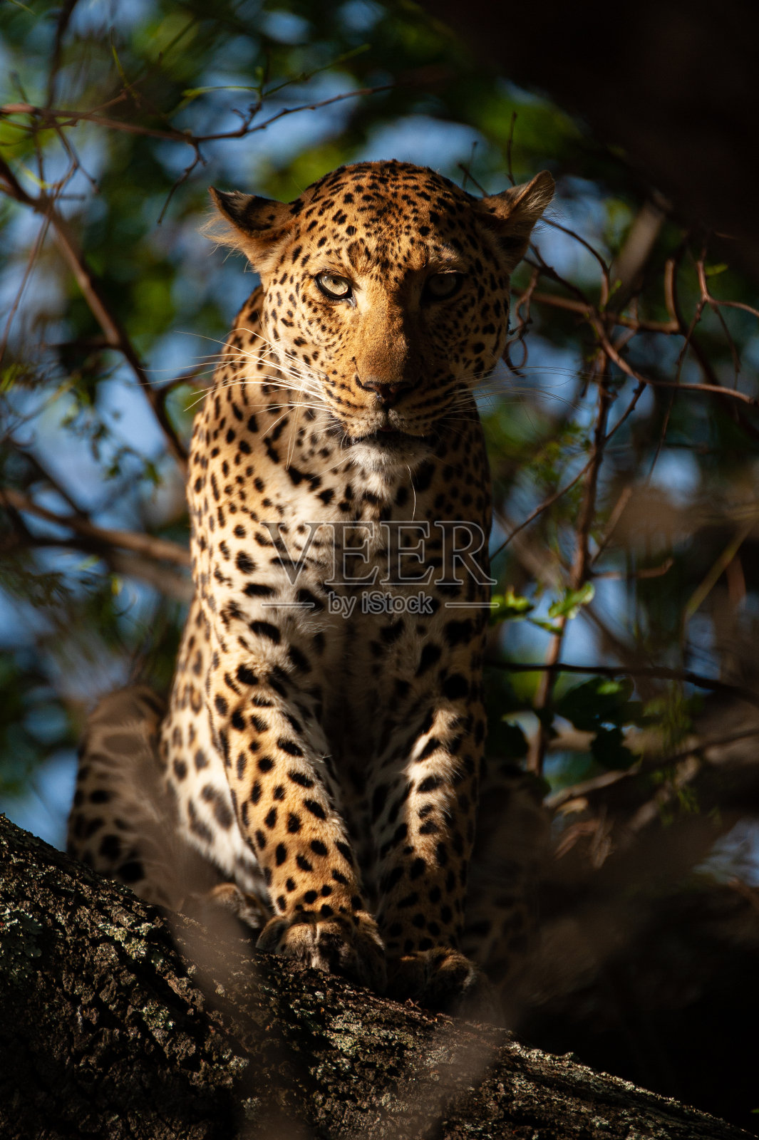 雌豹照片摄影图片