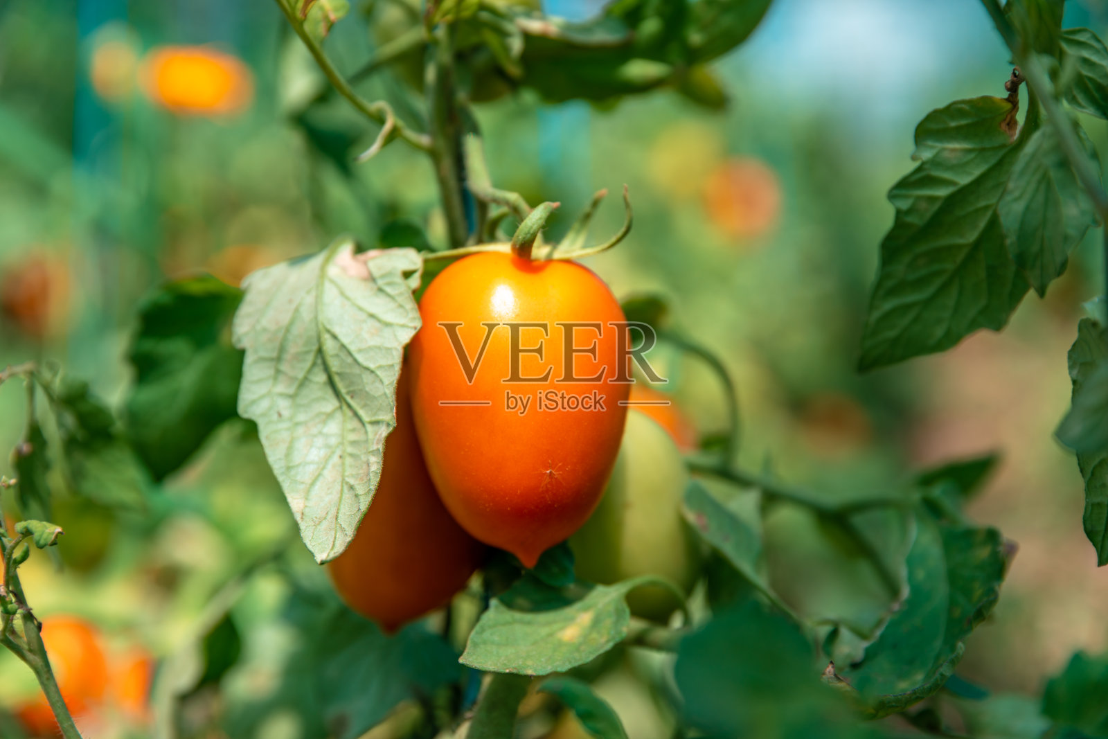 温室中有机品质成熟的红番茄照片摄影图片