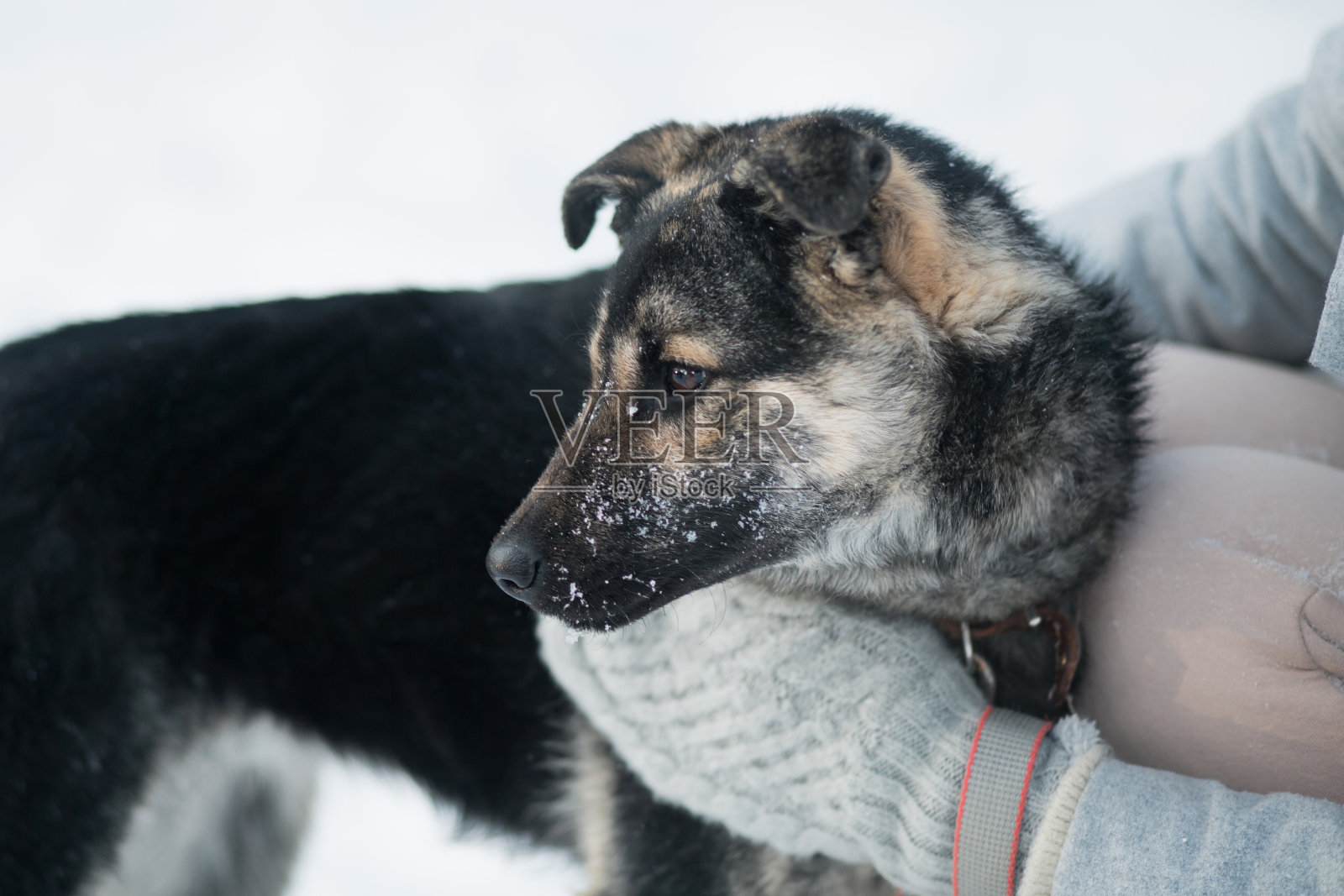 在冬天的森林里,女人双手抱着一只杂种狗。近距离照片摄影图片