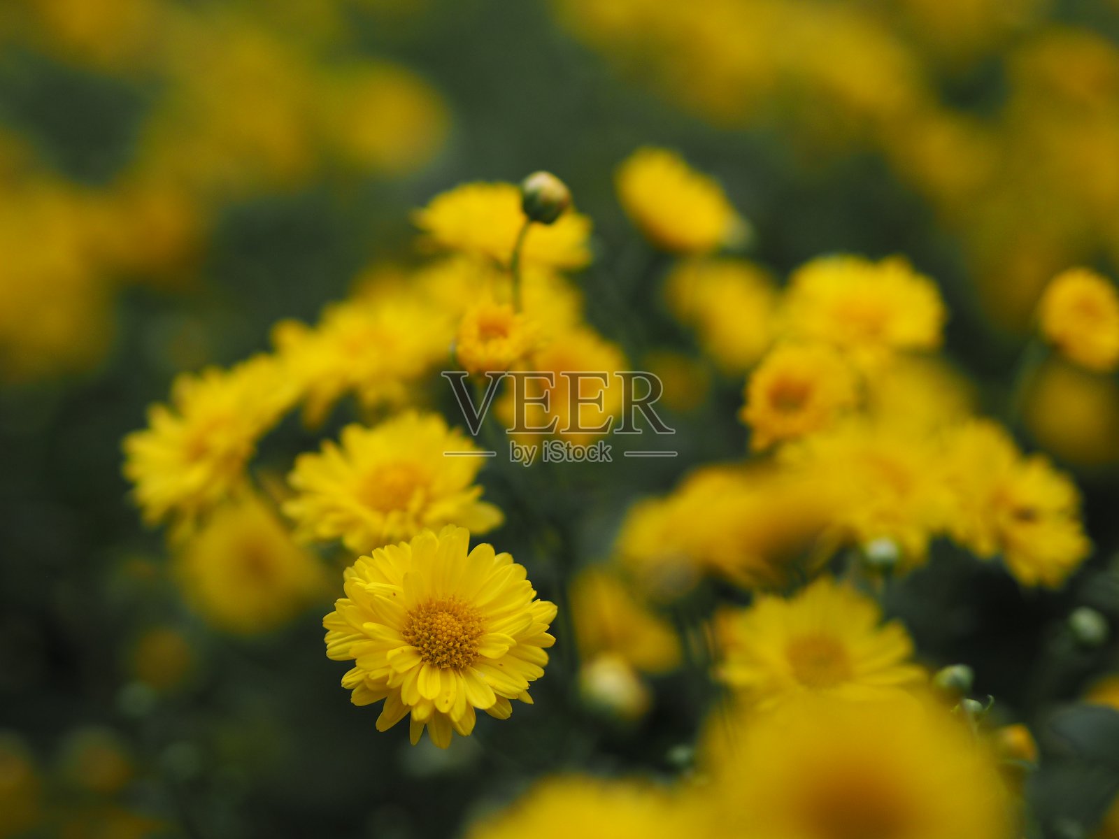 野菊花学名黄菊,黄酮类,近距离观察在自然背景模糊的花园里盛开的灌木黄花的花粉照片摄影图片