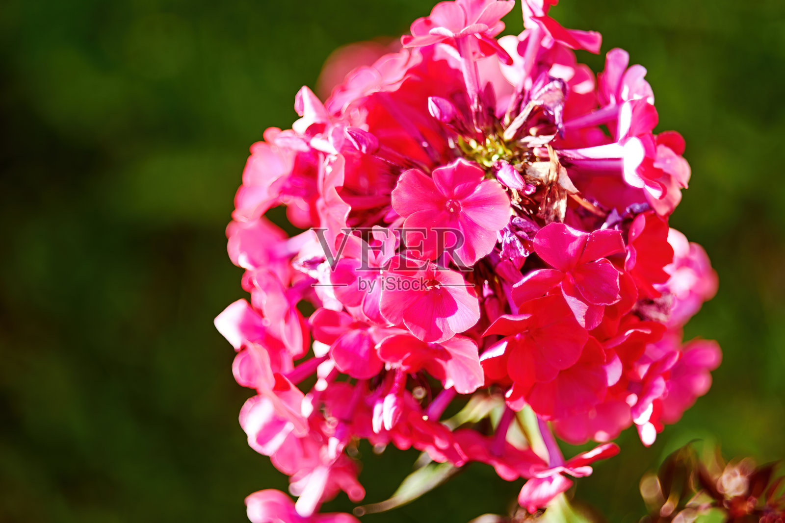 粉红色的夹竹桃花与美丽的虚花。花卉及花卉背景照片摄影图片