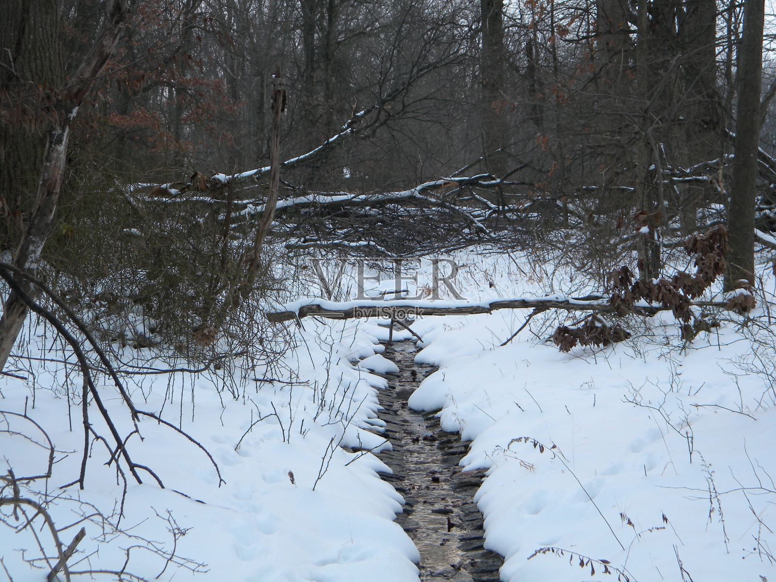 新泽西州Mayapple山的小溪照片摄影图片