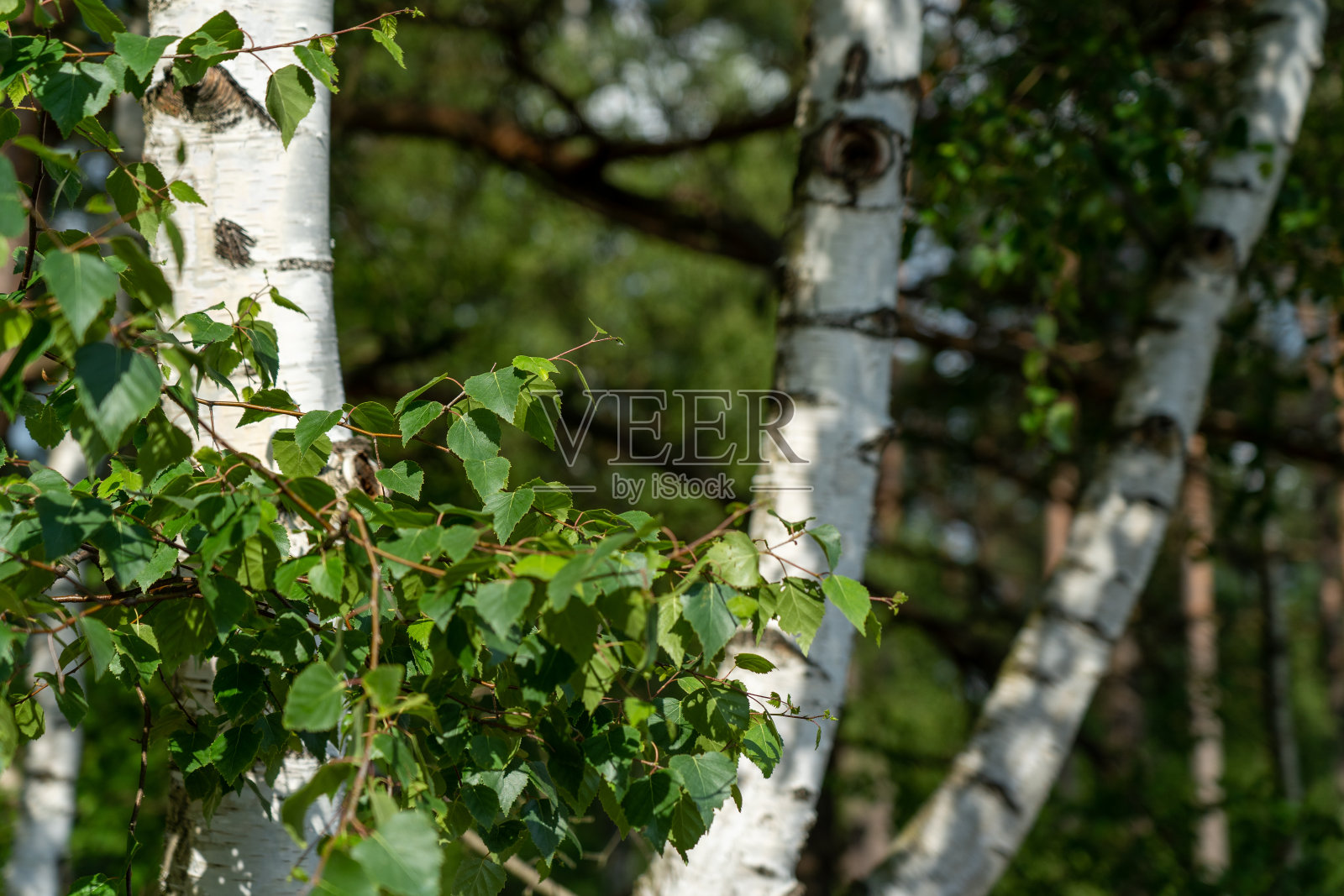 桦树与新兴的树叶在夏季时间在lueneburger heide景观照片摄影图片