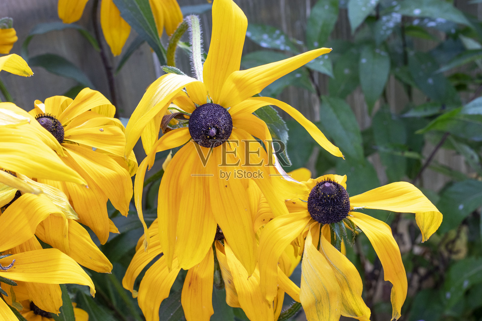 灿烂的金灿灿在花园里照片摄影图片