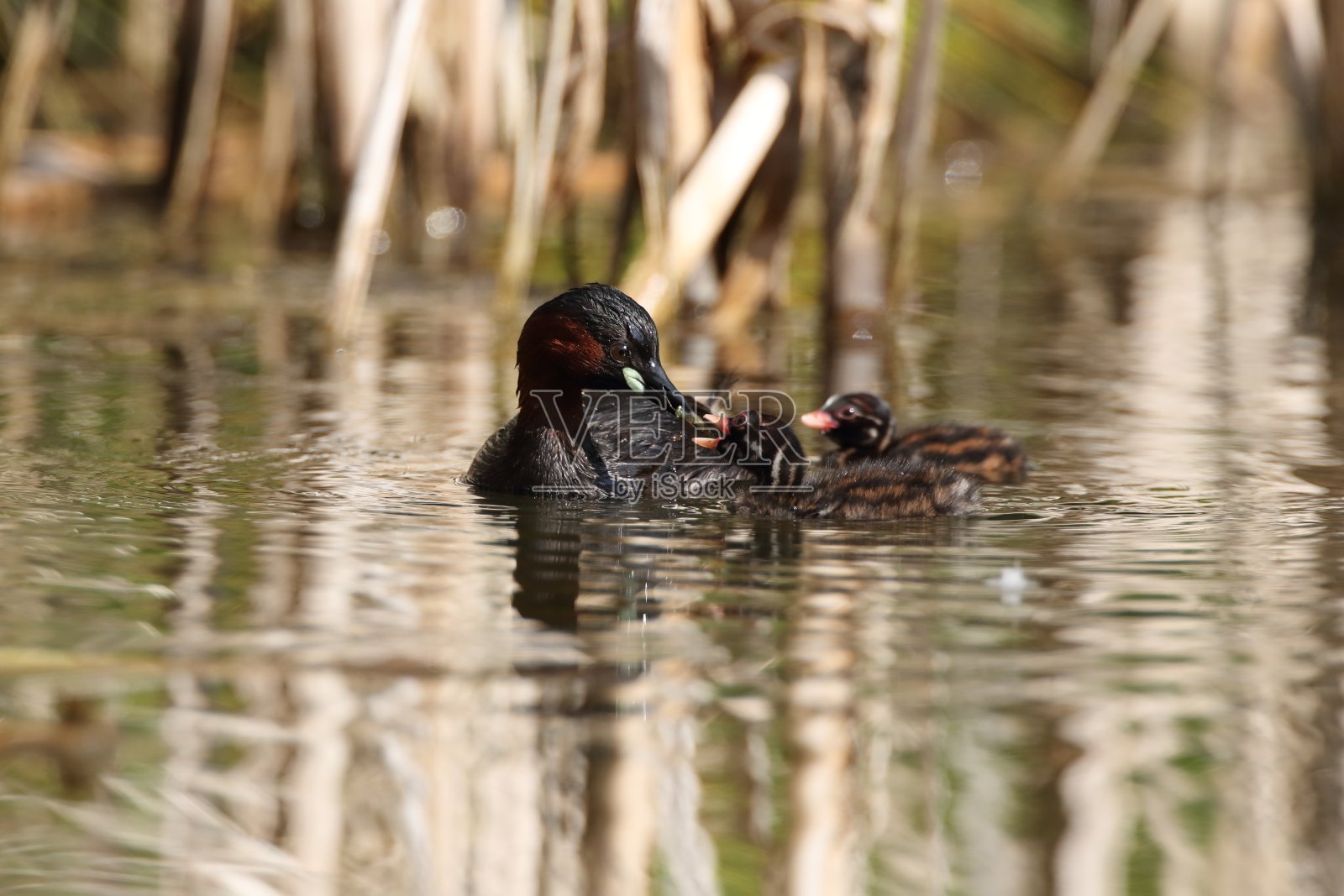 小鸊鸱(Tachybaptus ruficollis)和小鸡德国照片摄影图片
