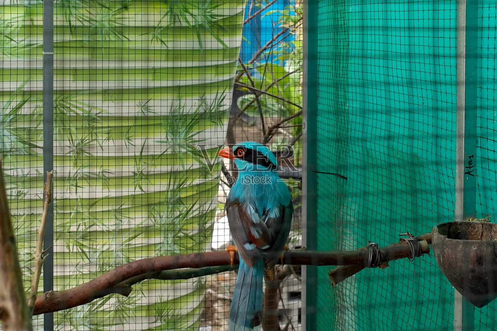 美丽的小鸟照片摄影图片