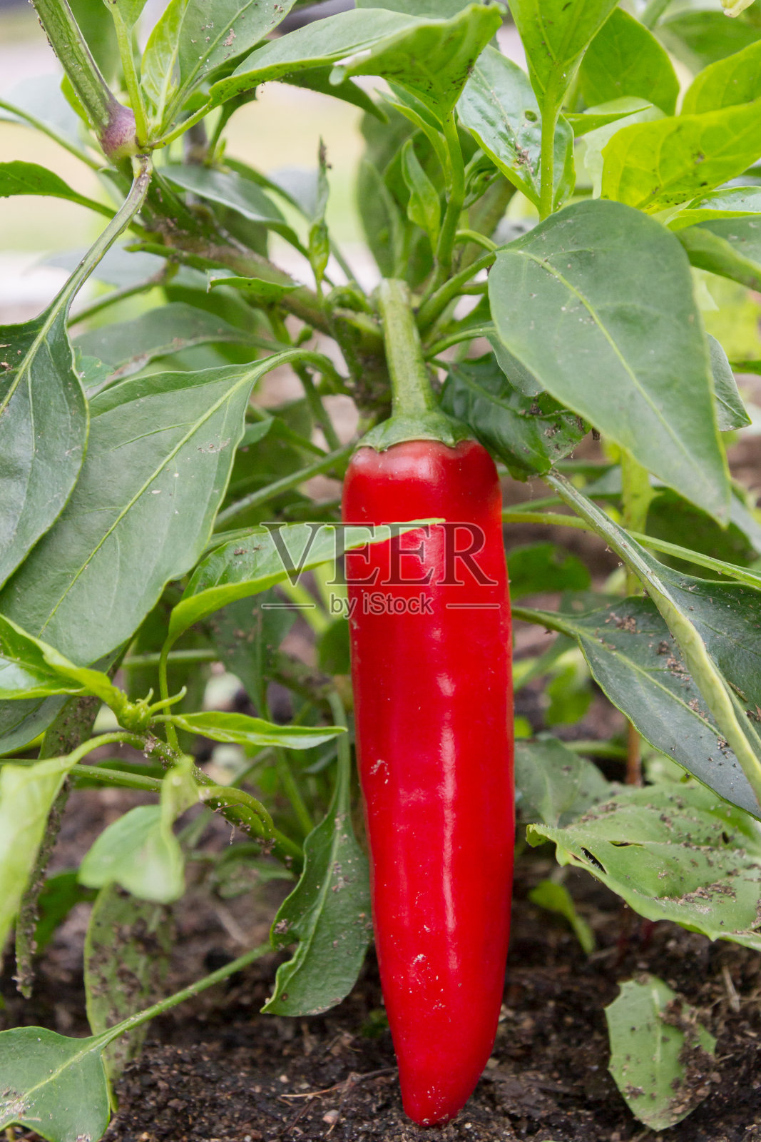 夏天,红色美味的甜辣椒生长在花园里照片摄影图片
