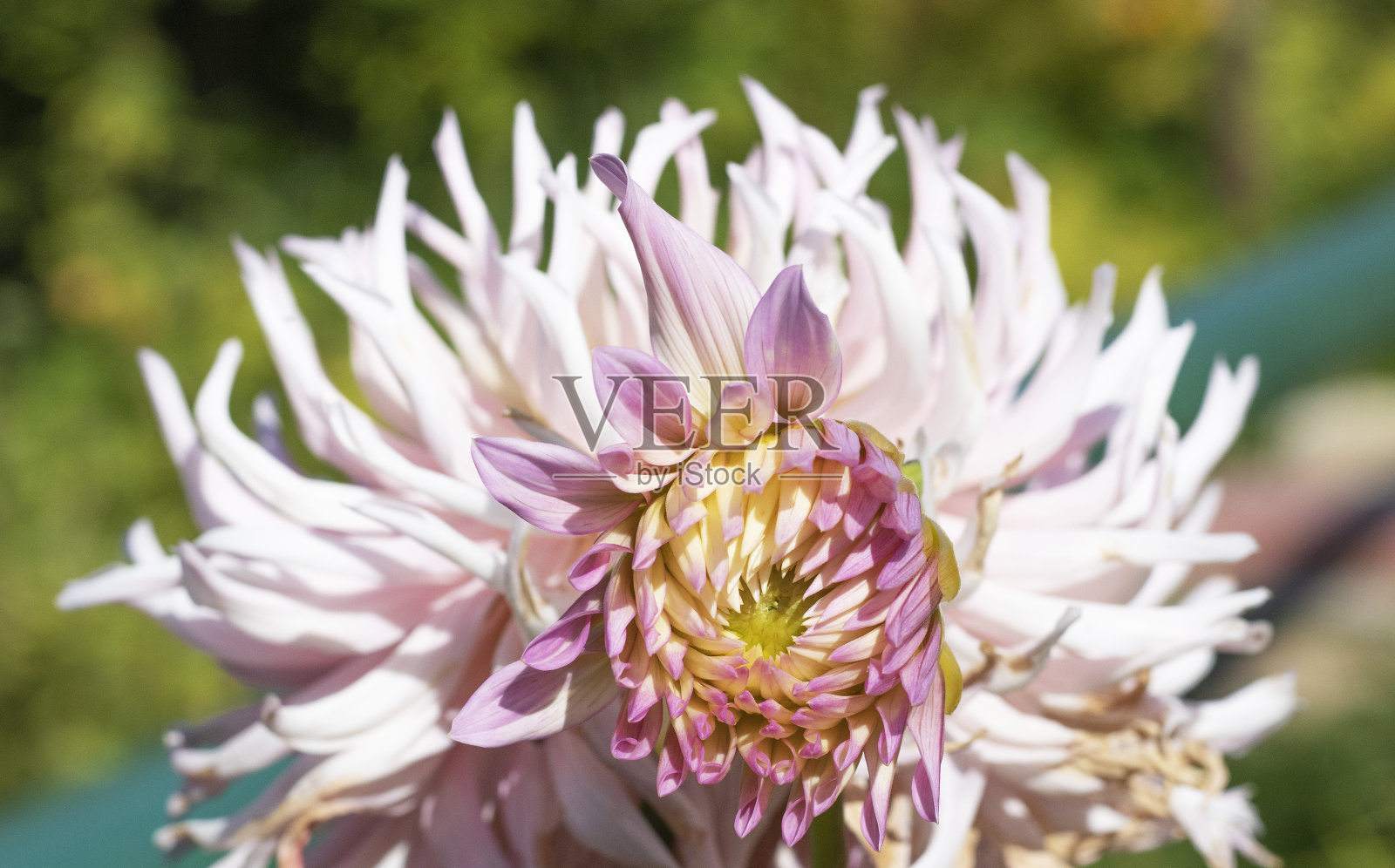 花园里的菊花照片摄影图片