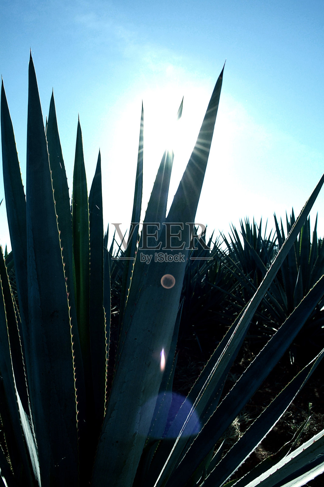 蓝色龙舌兰剑的细节。照片摄影图片